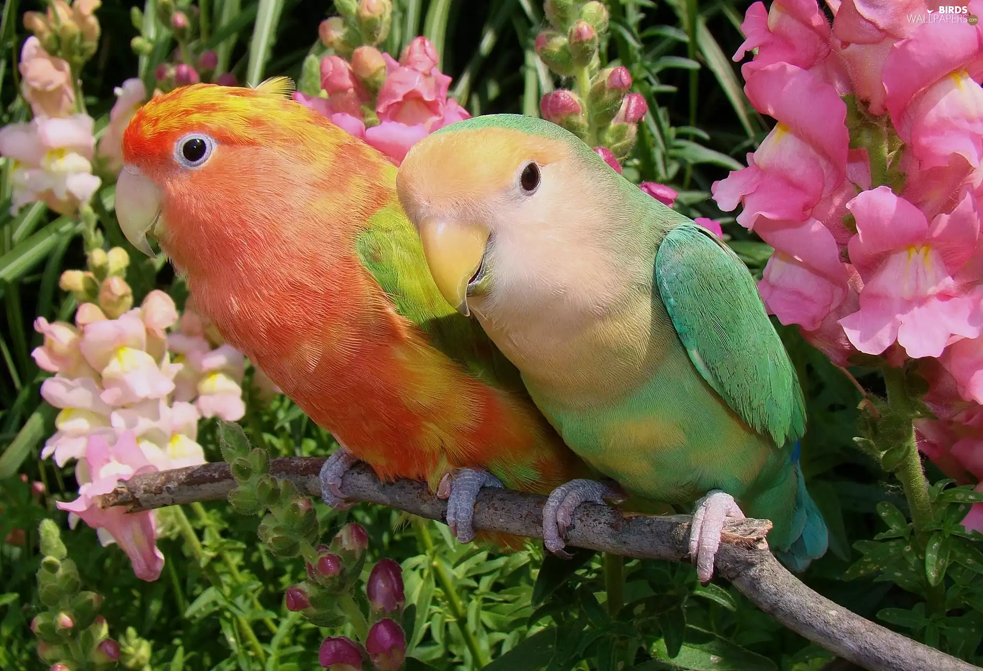 color, twig, Flowers, Classifieds