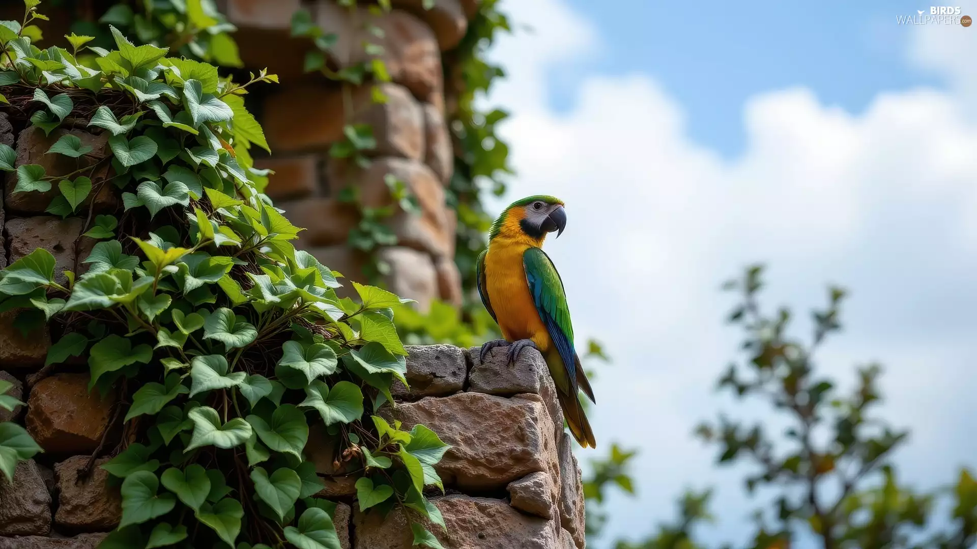 parrot, wall, Plants, Climbing, ara, sitting