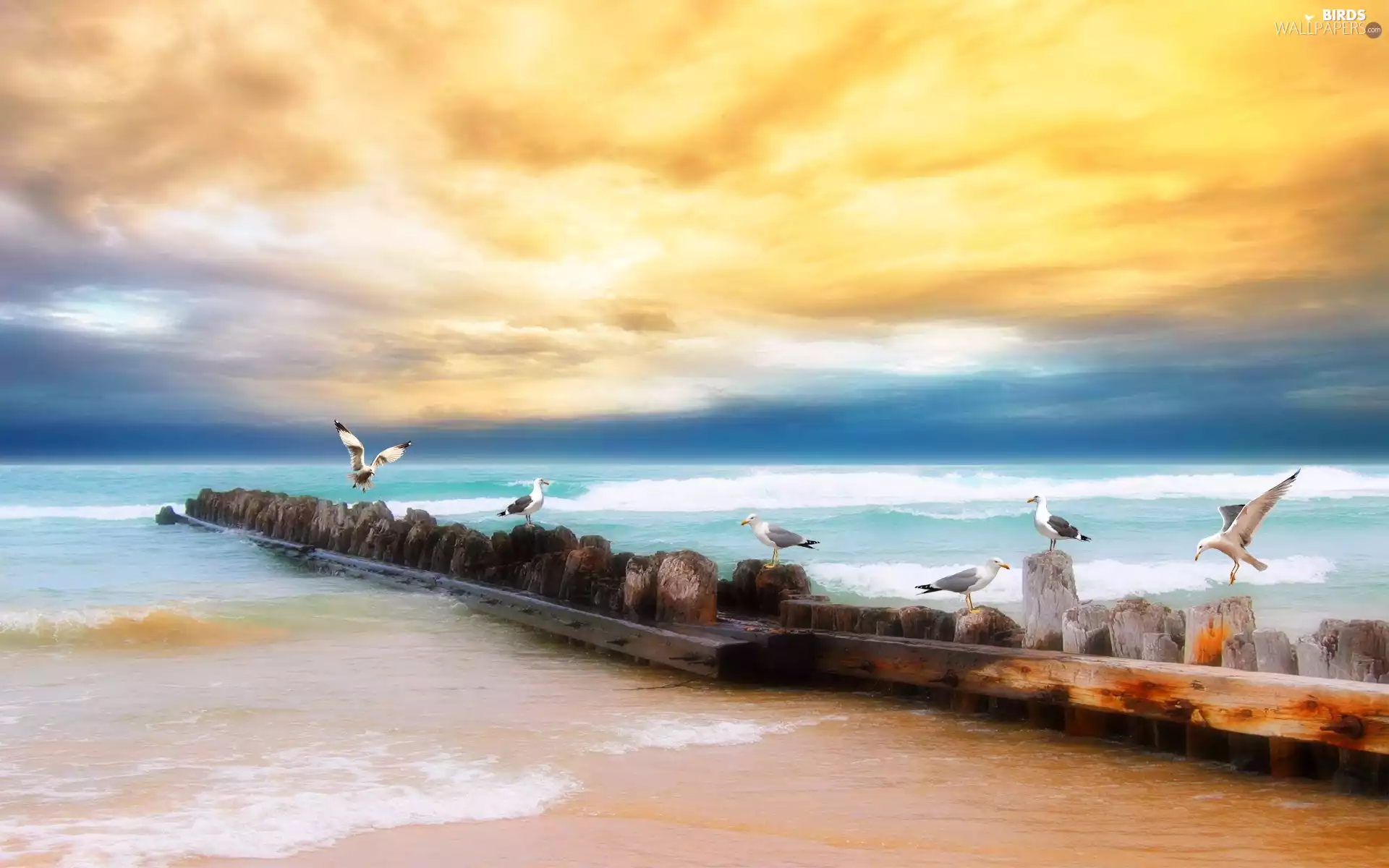 clouds, Coast, gulls