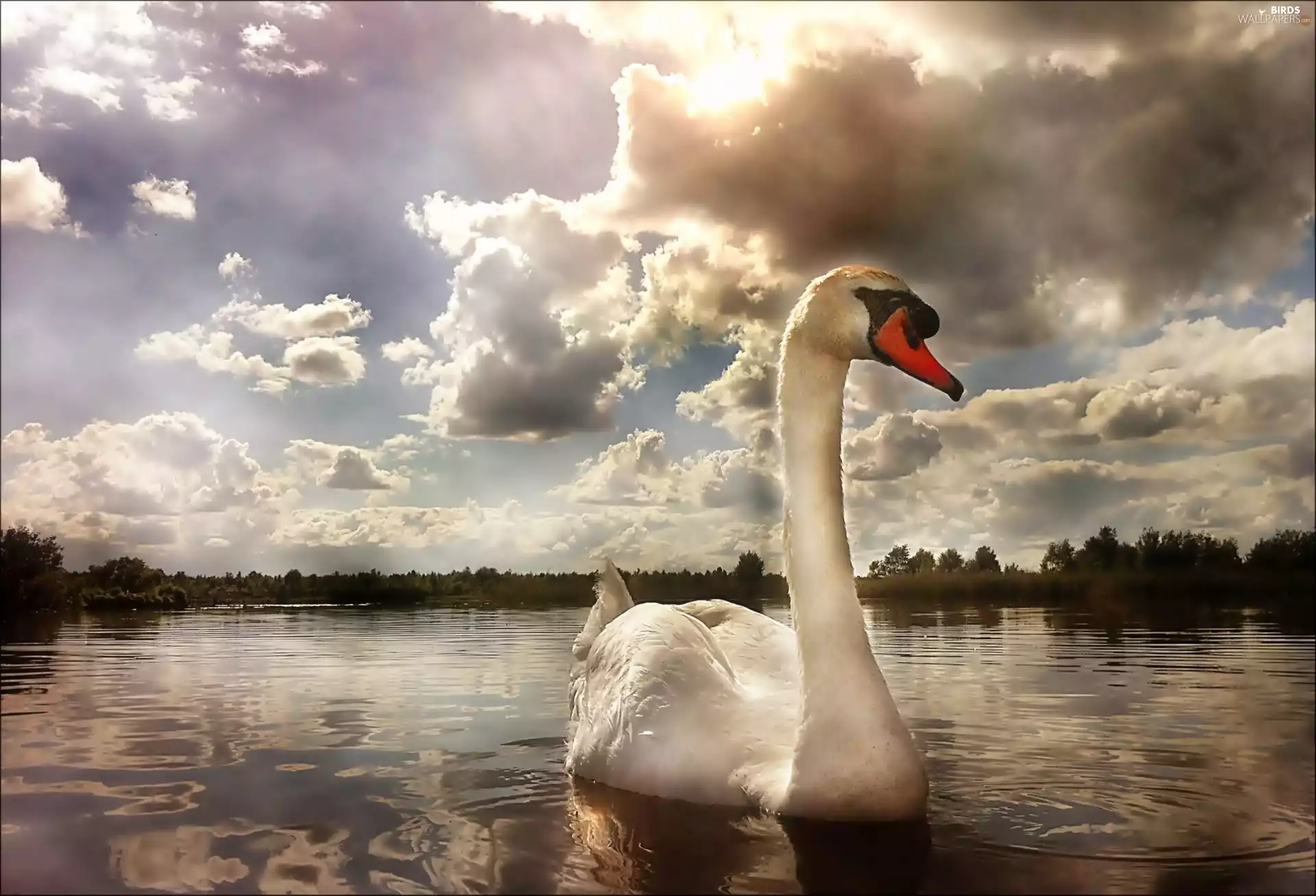 clouds, Swans, lake