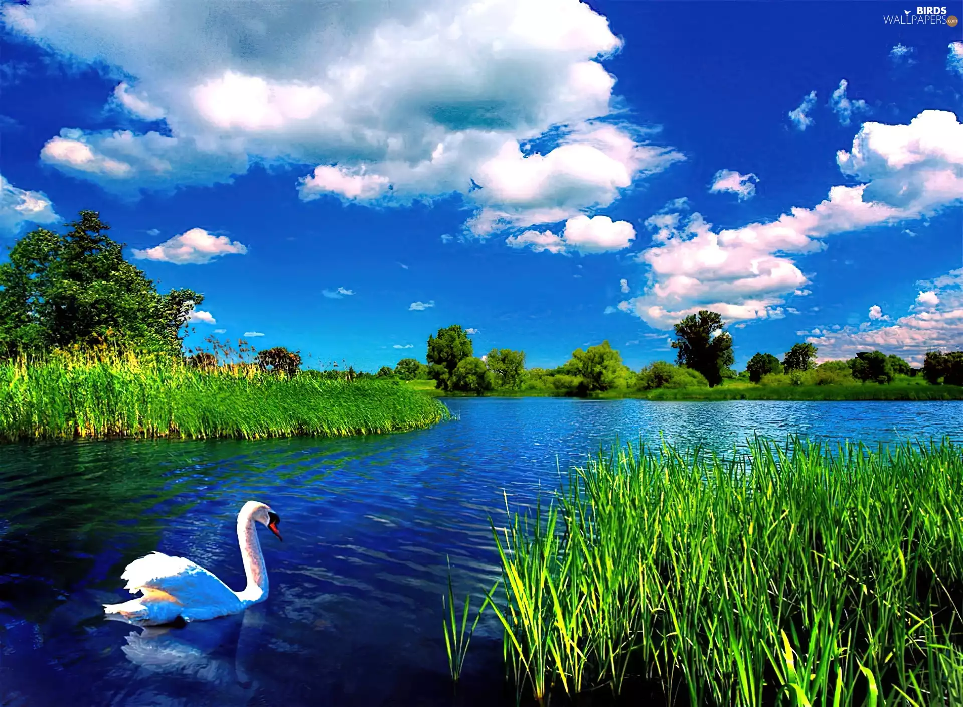 clouds, Swans, lake