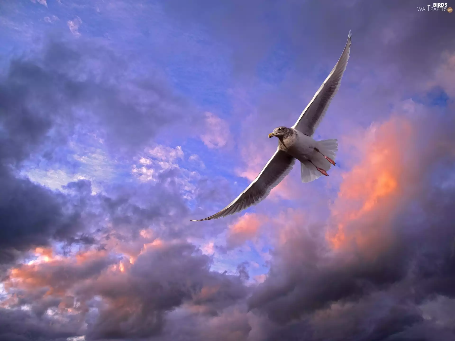 Sky, Bird, seagull, clouds