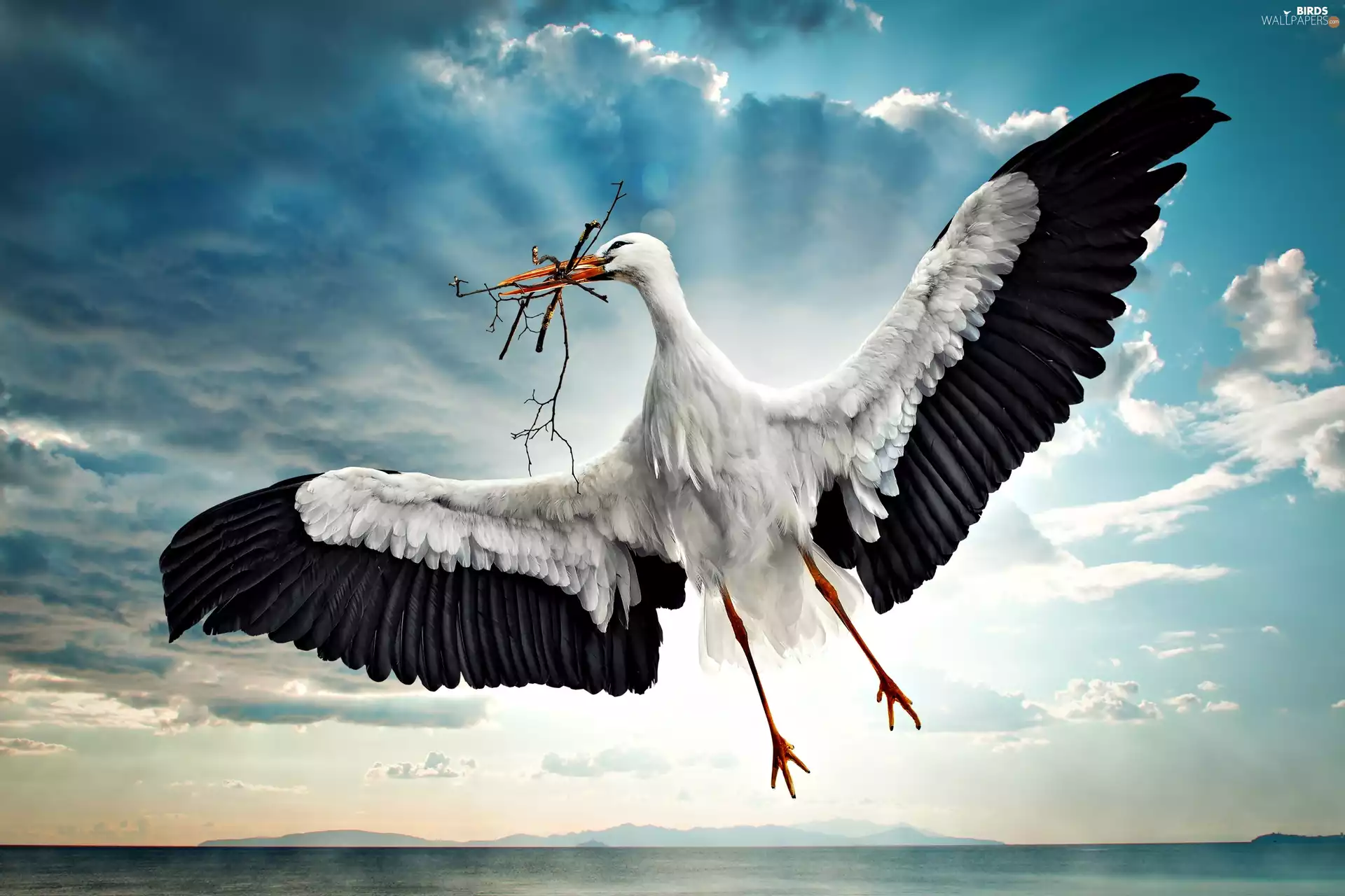 clouds, stork, Sky