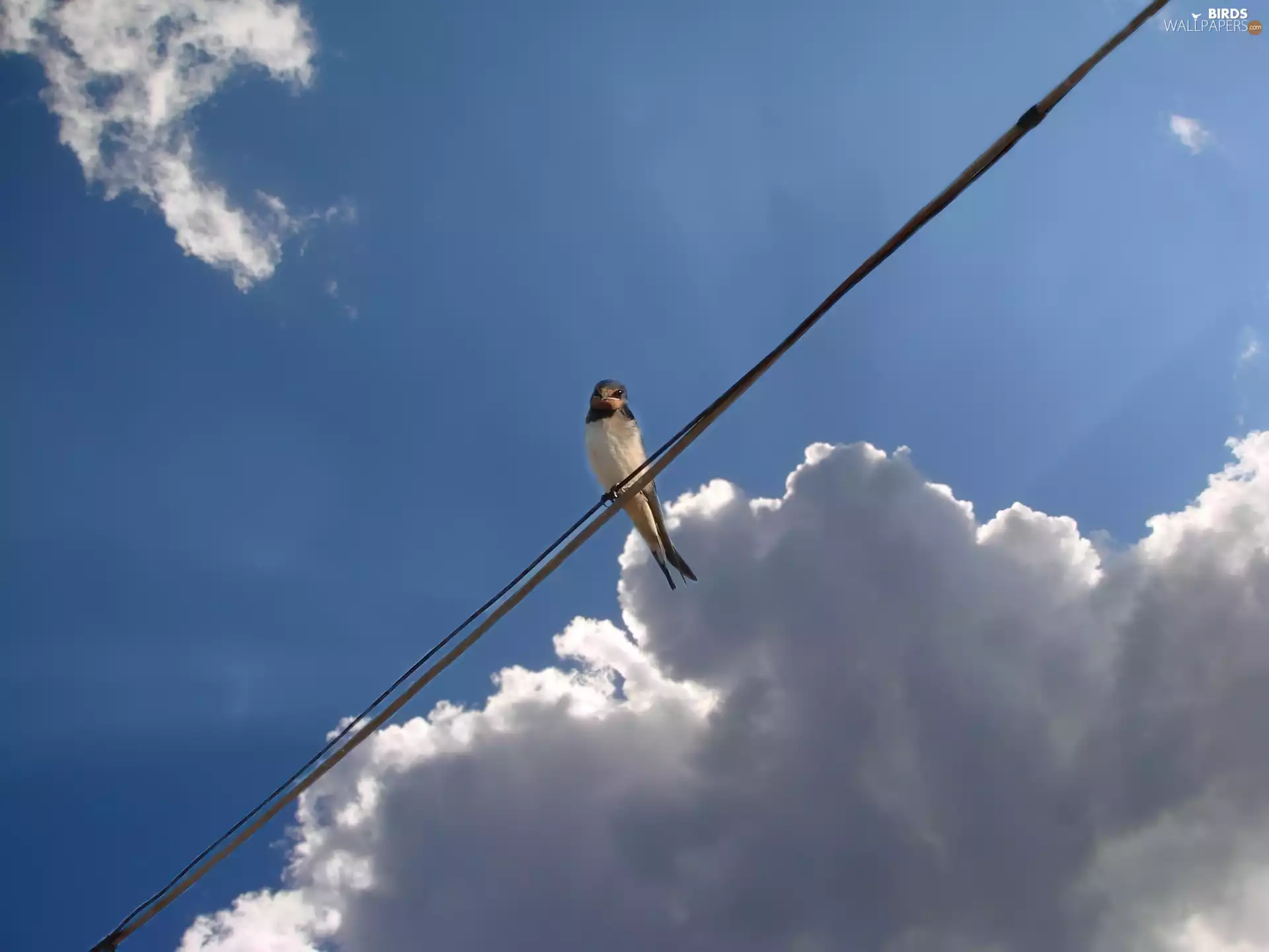 clouds, swallow, Sky