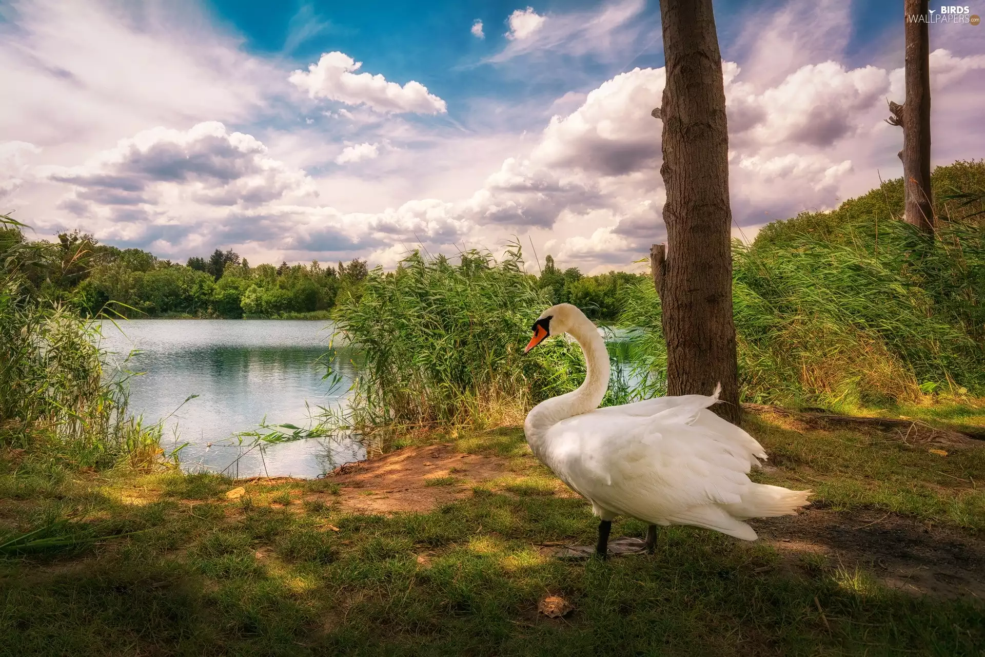 viewes, clouds, Swans, trees, lake