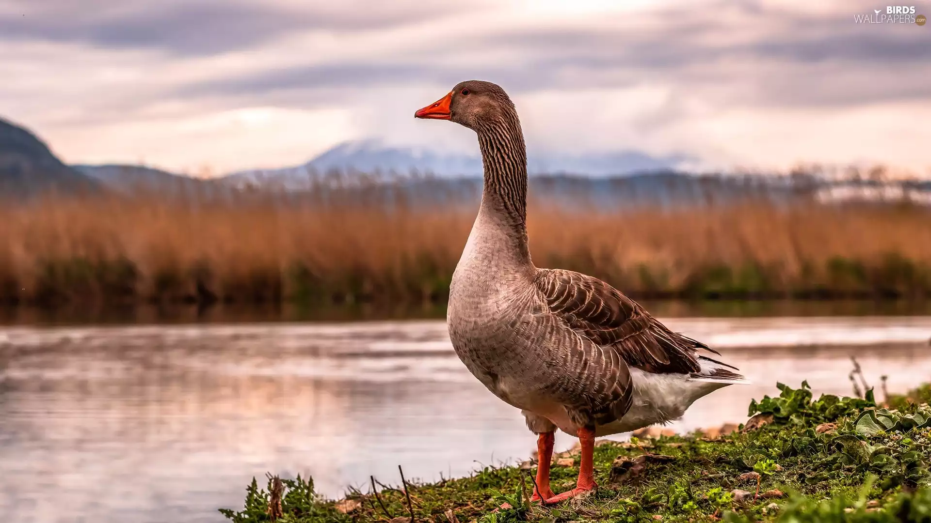 River, Bird, goose, coast