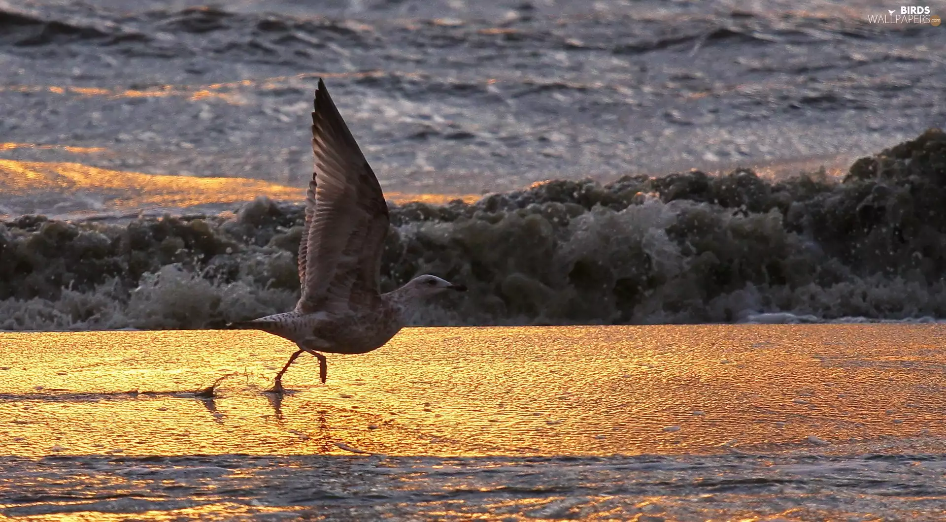 coast, seagull, sea