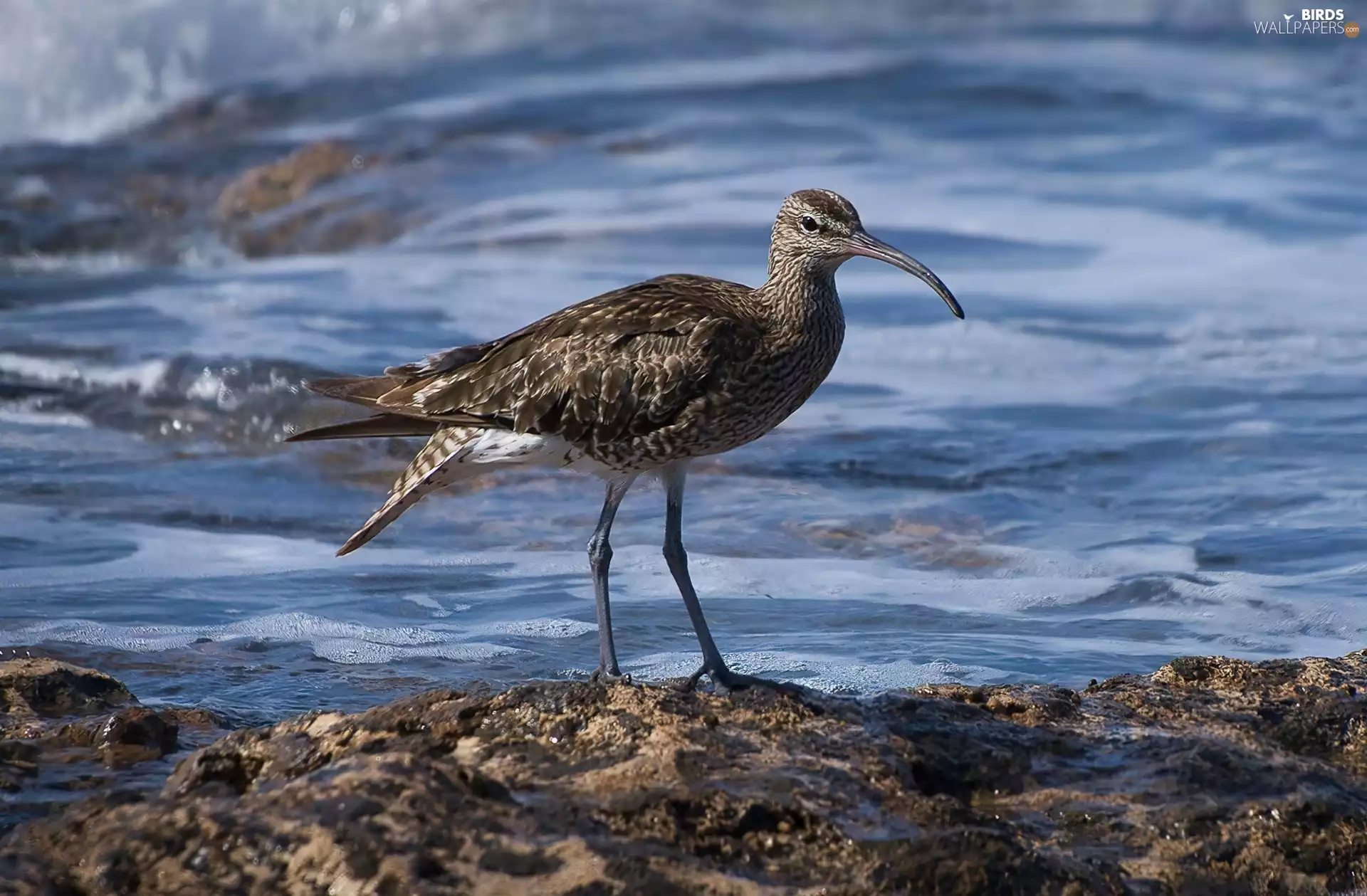 coast, curlew, water