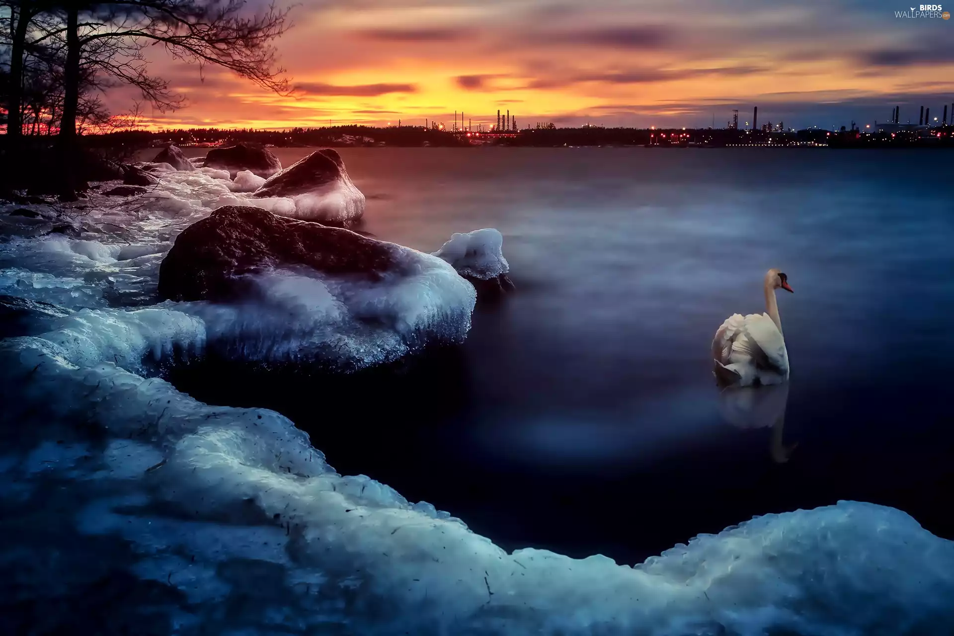 sun, River, Icy, coast, Swans, west