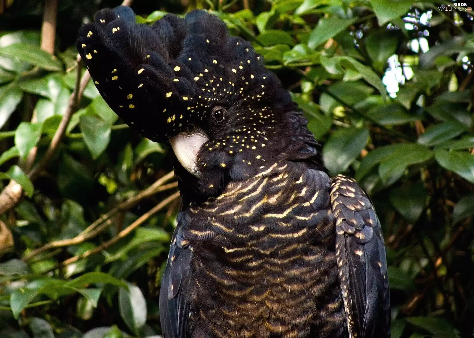 black, trees, viewes, cockatoo