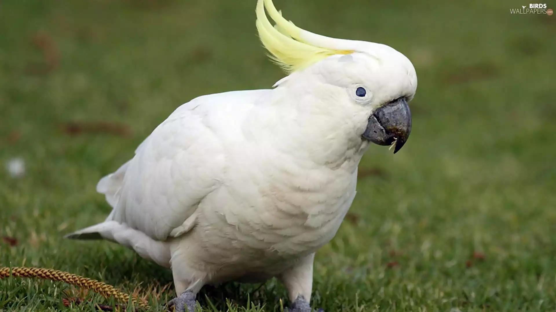 cockatoo, Lawn