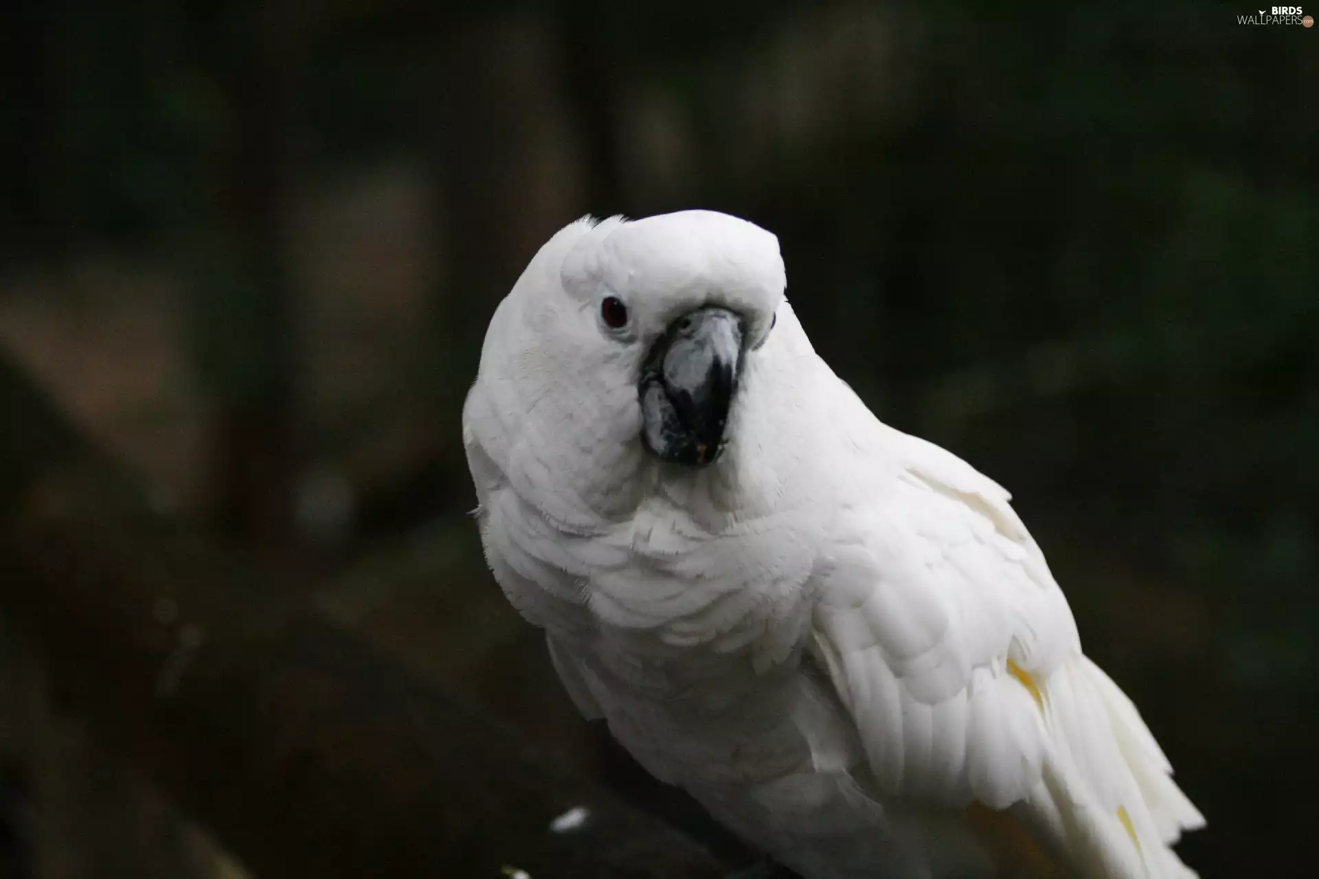 cockatoo, White, parrot