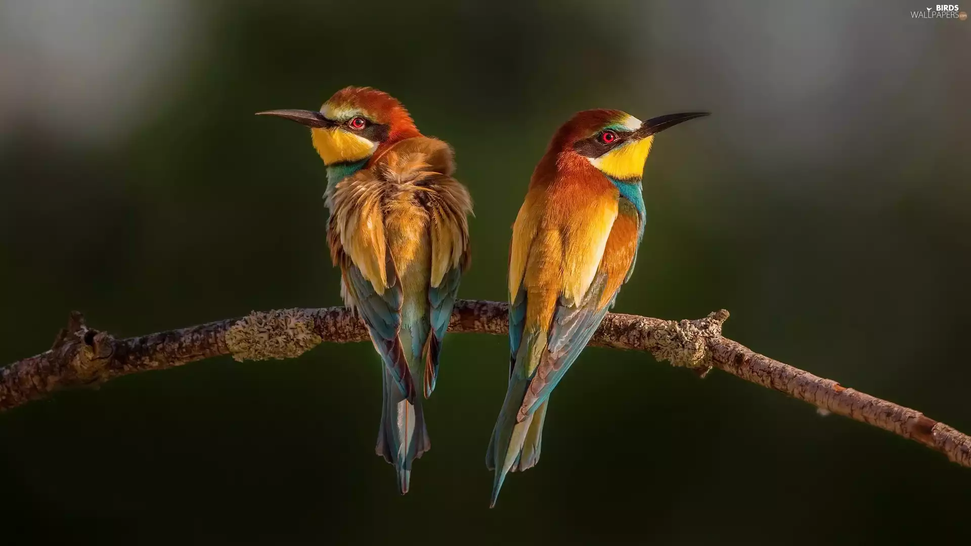 bee-eater, branch, color, birds, Two cars