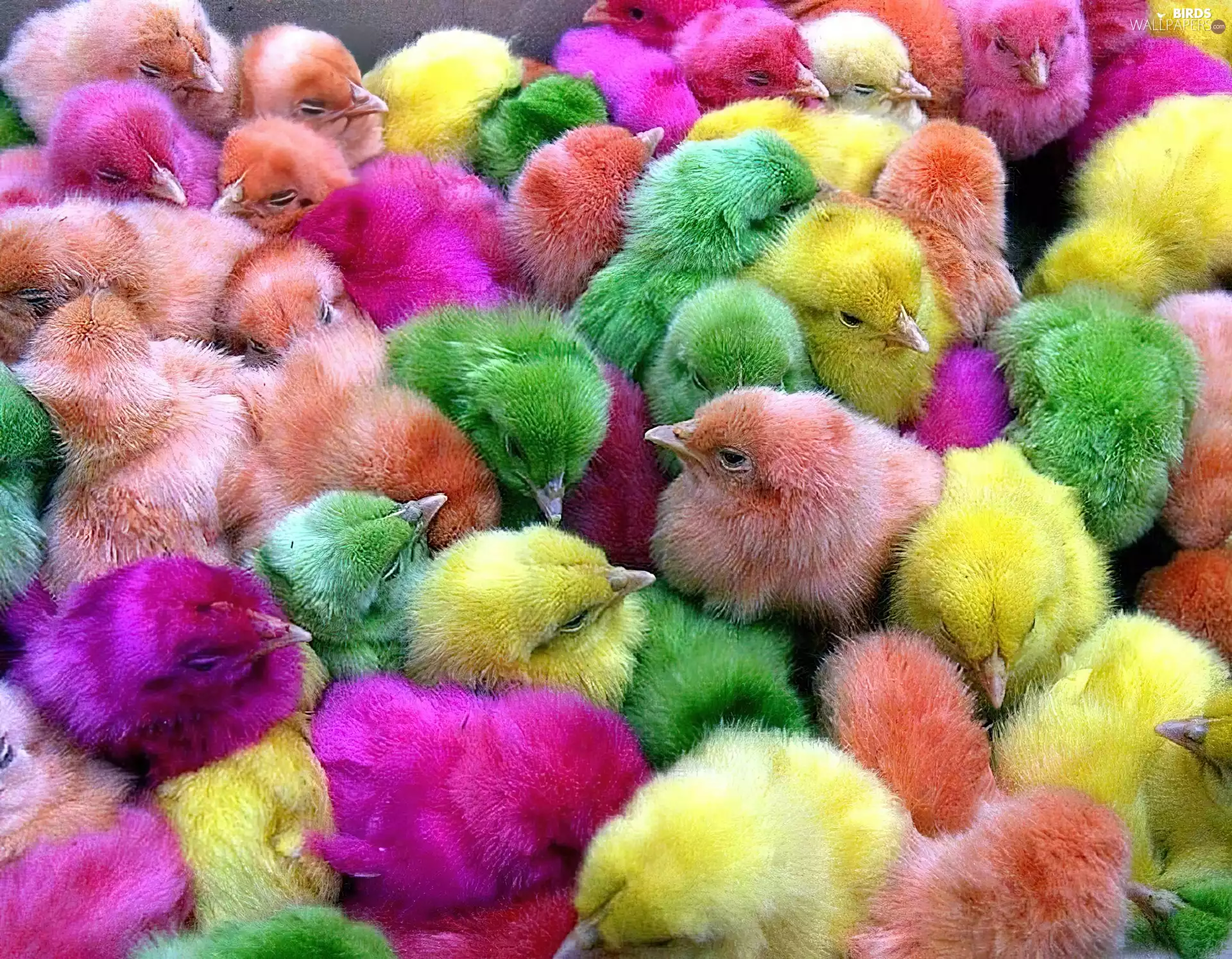 color, chickens