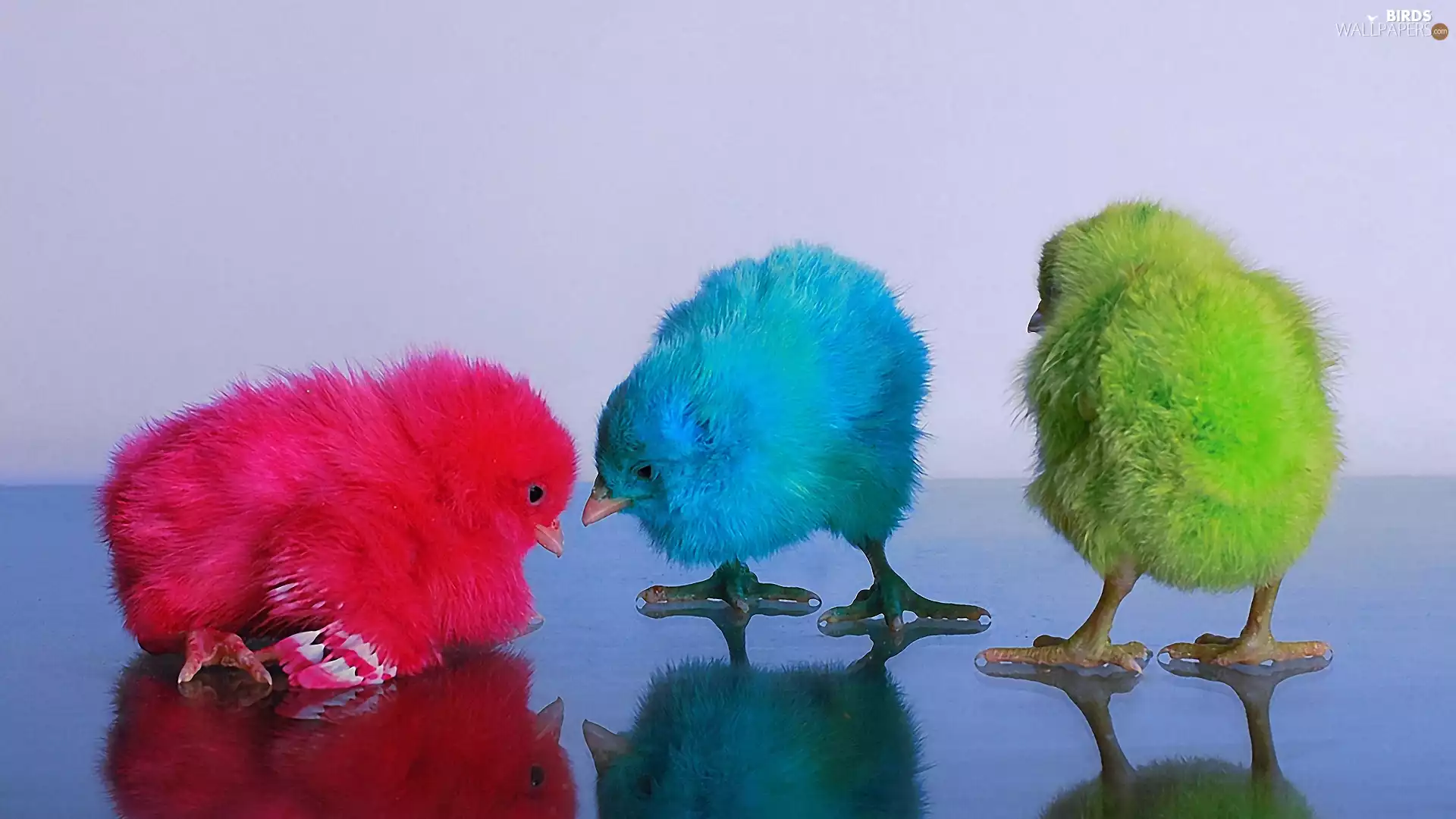 color, chickens