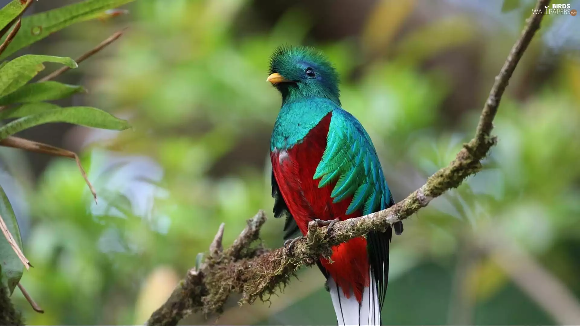 color, Quetzal Heraldic