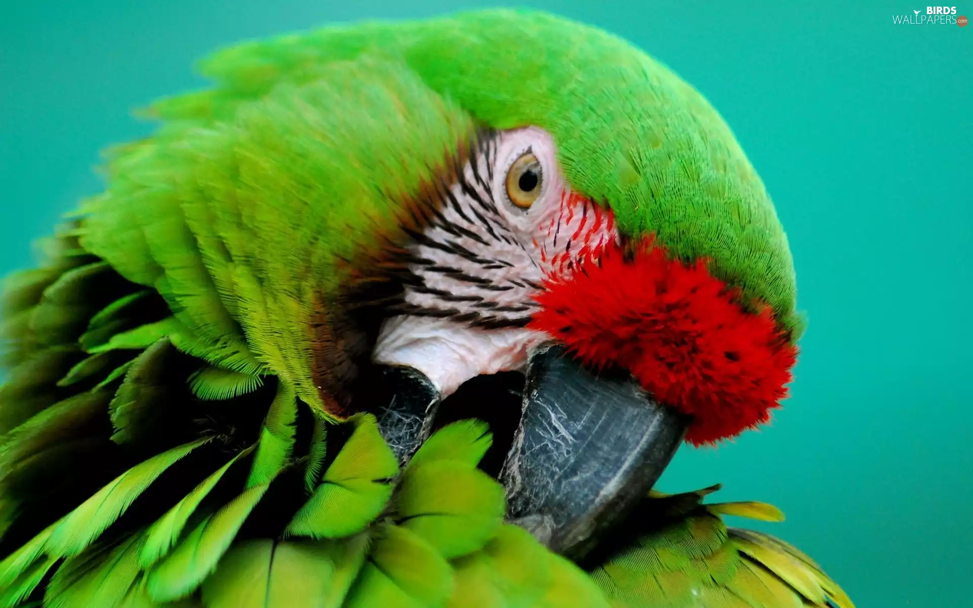 parrot, pen, nose, color