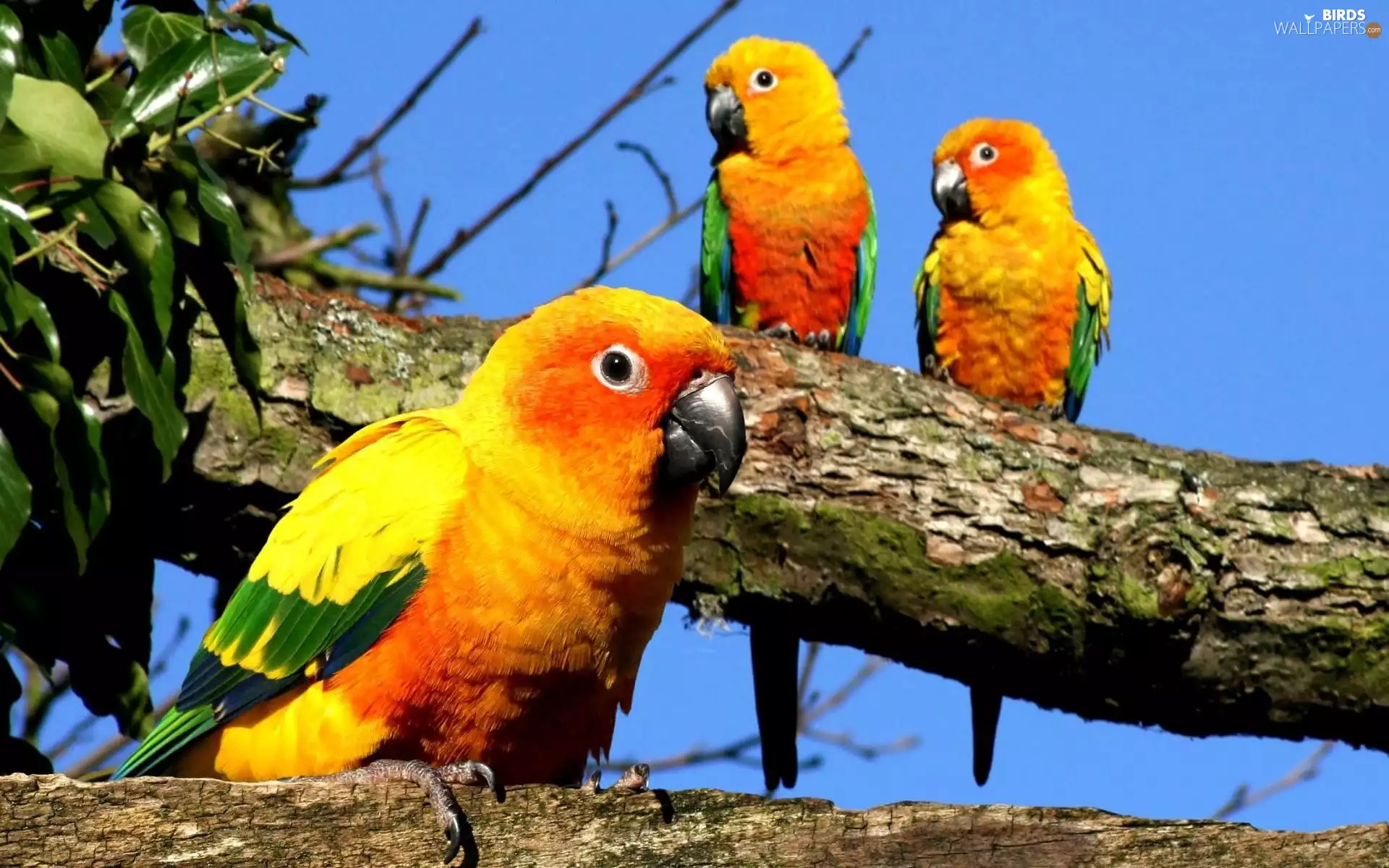 Parrots, trees, Leaf, color
