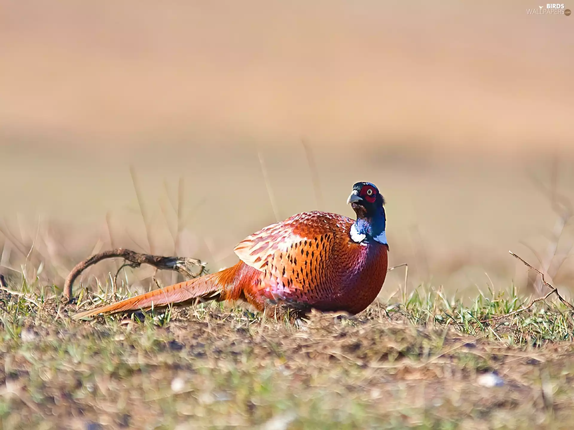 color, pheasant