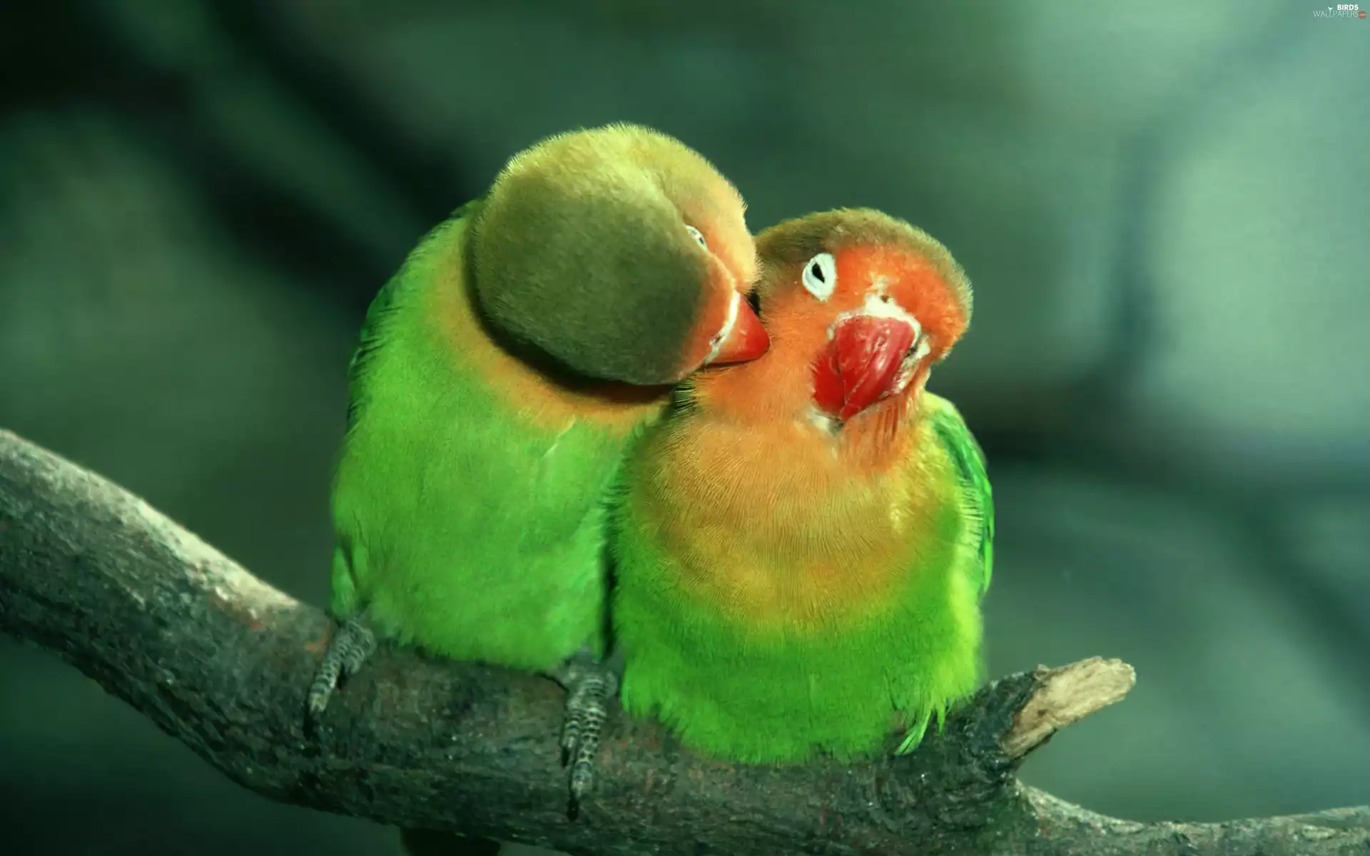 colors, Parrots, couple