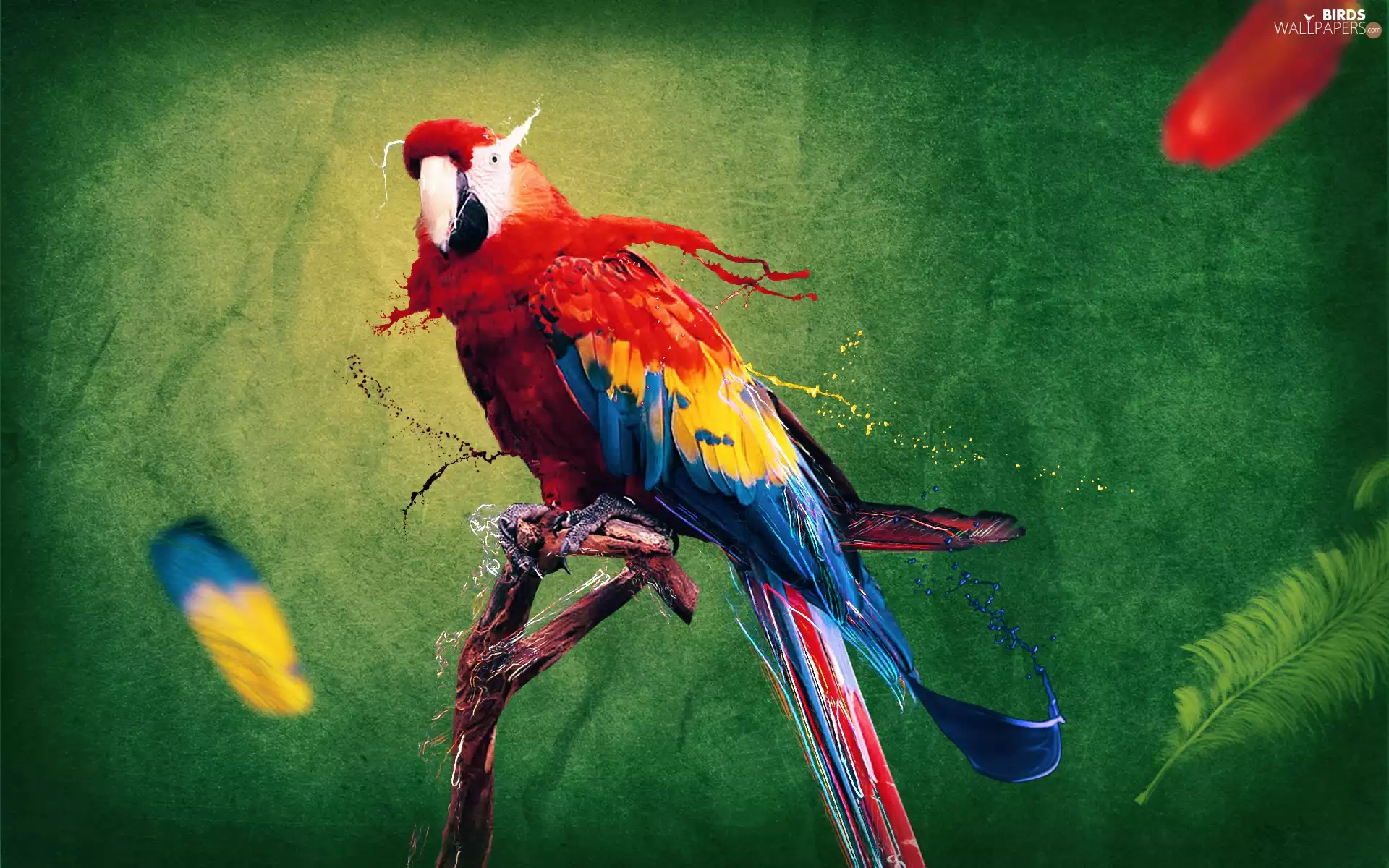 colors, parrot, paint