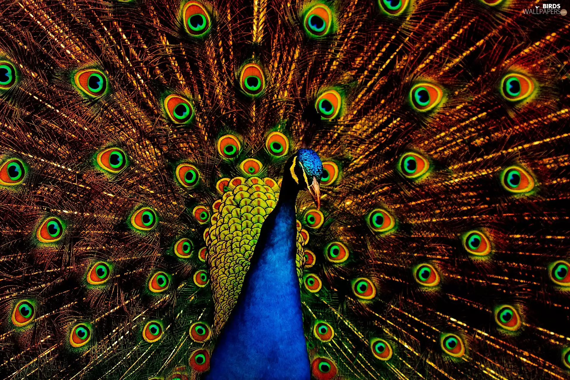 colors, peacock, tail