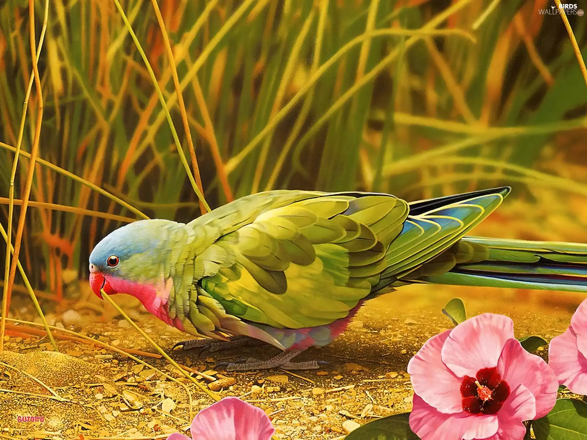Beauty, parrot, Flowers, Coloured