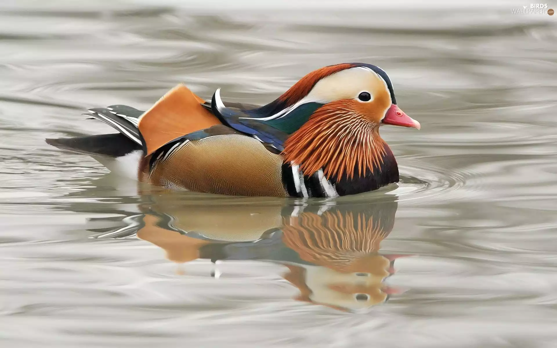 Beauty, duck, mandarine, Coloured