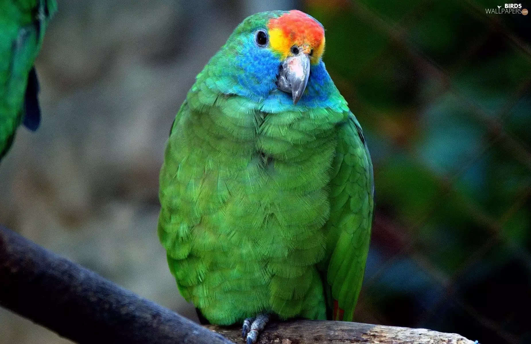 Coloured, parrot