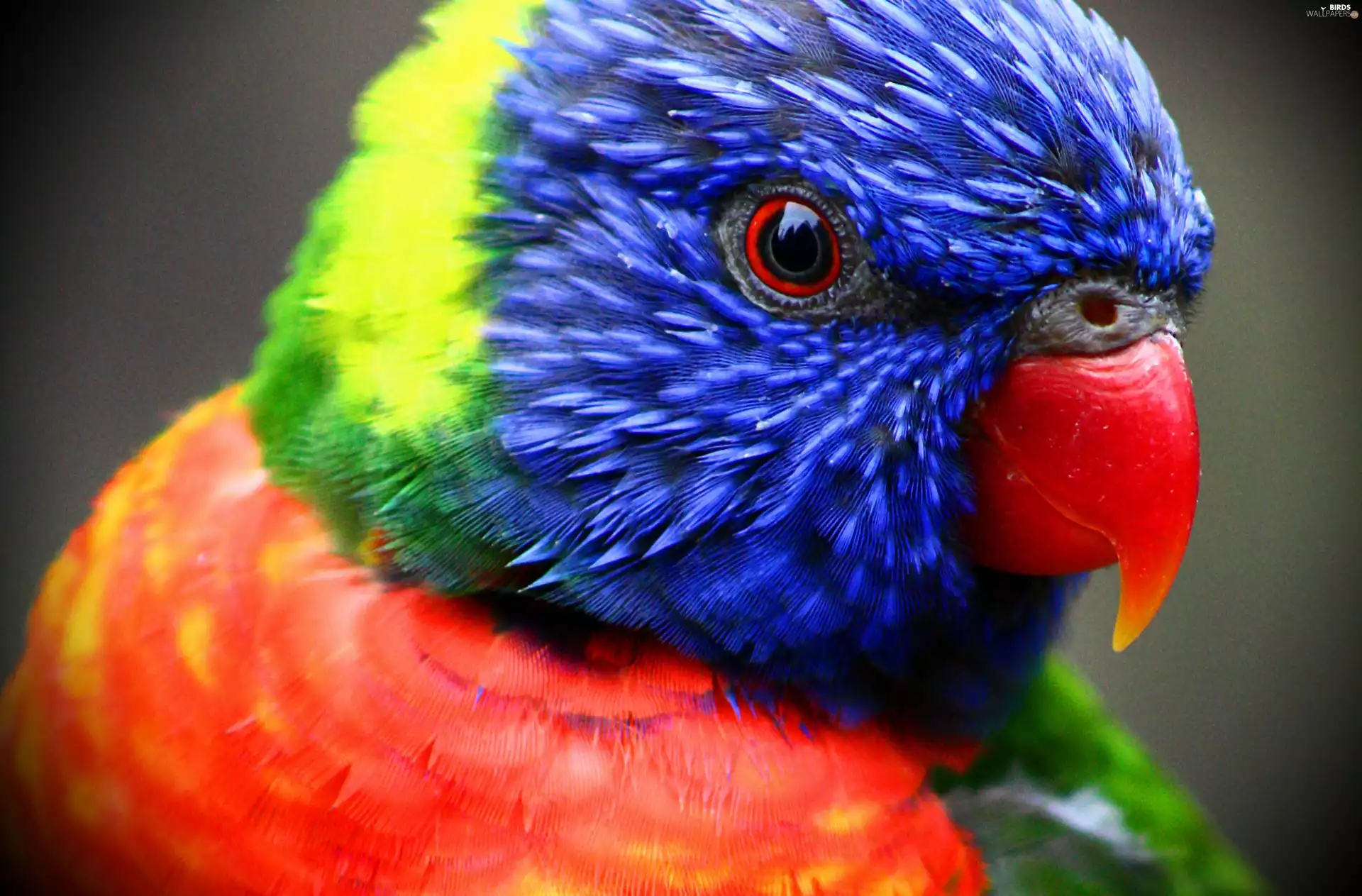 Coloured, parrot