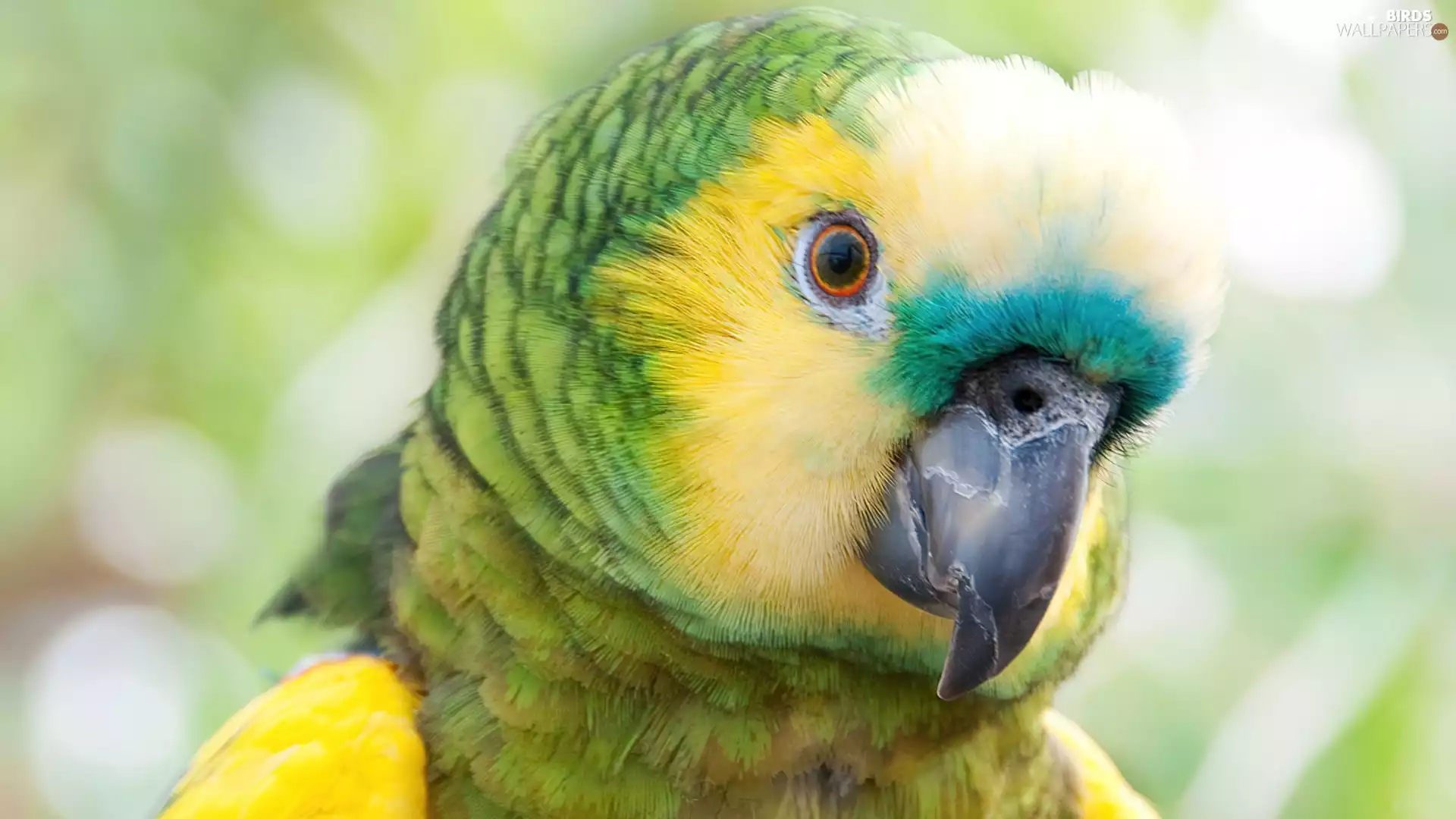 Coloured, parrot