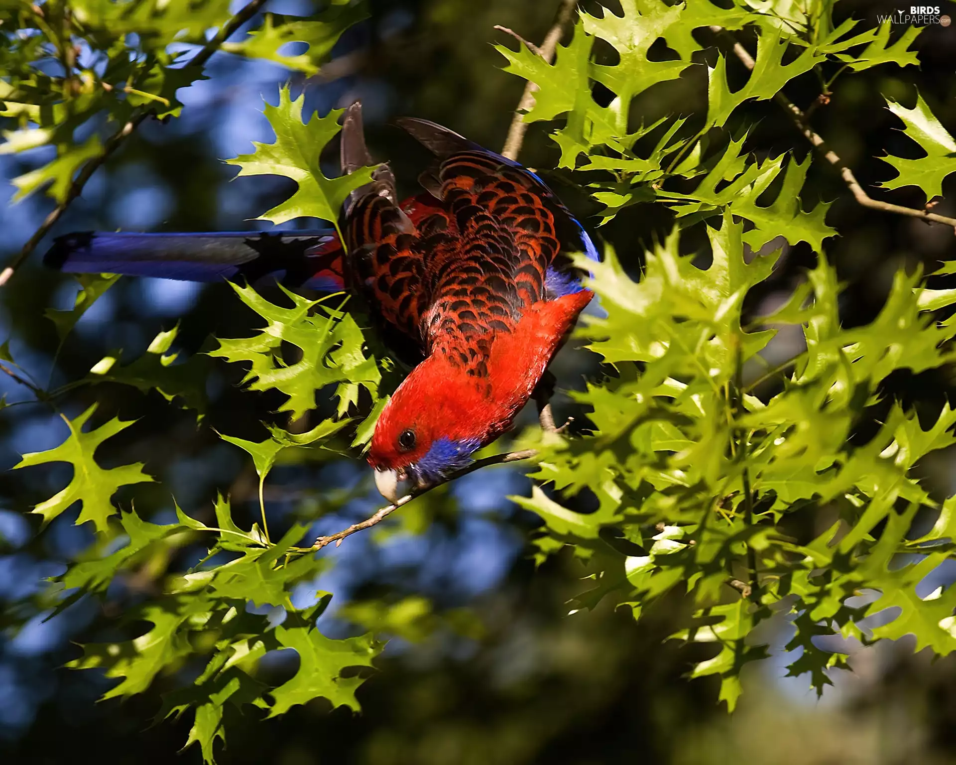 Coloured, little parrot