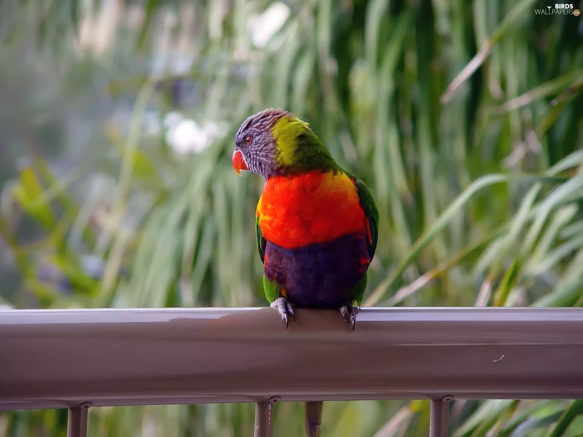parrot, hand-rail, Coloured