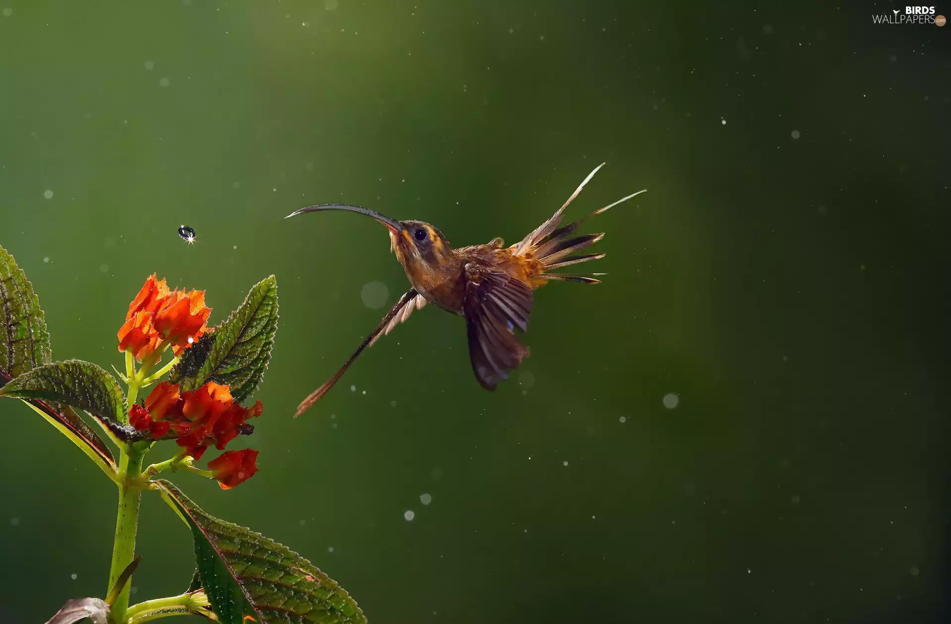 humming-bird, water, Colourfull Flowers, drop