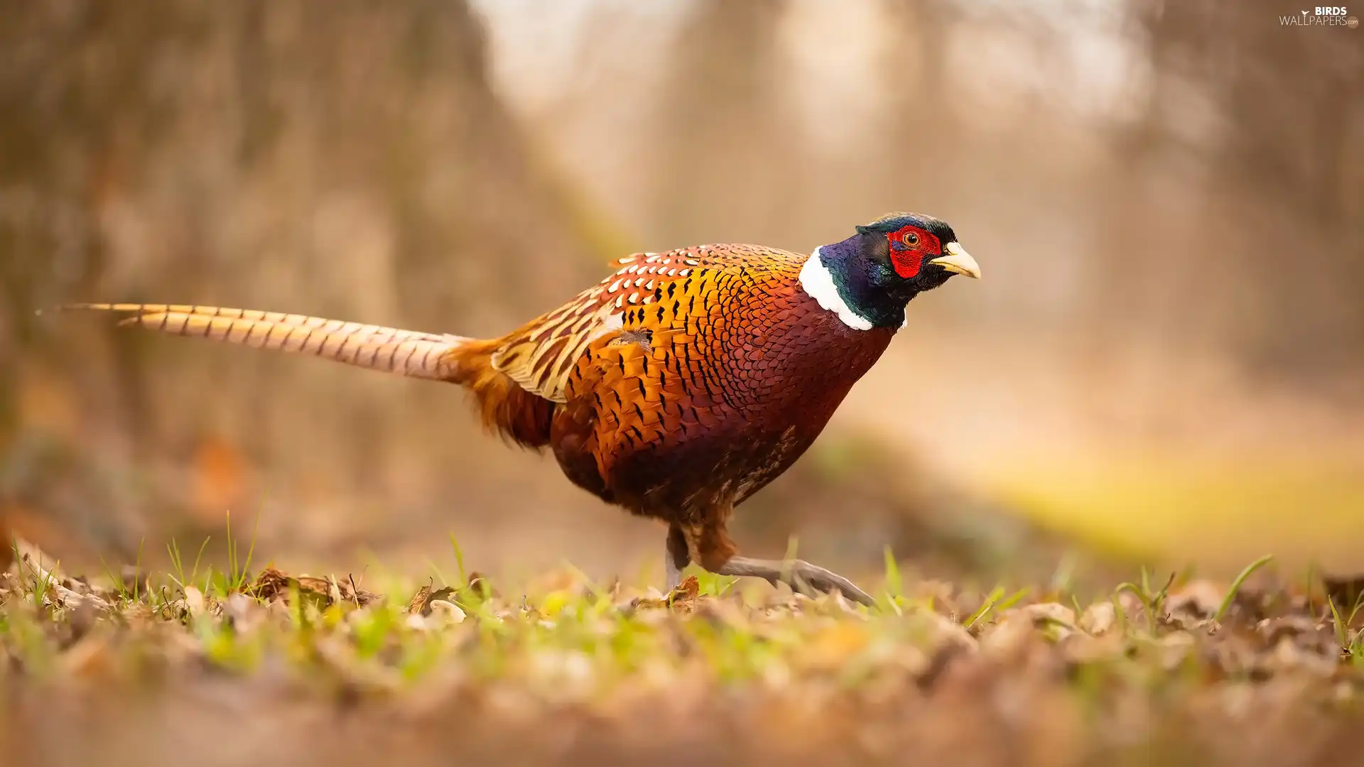Common Pheasant, Bird