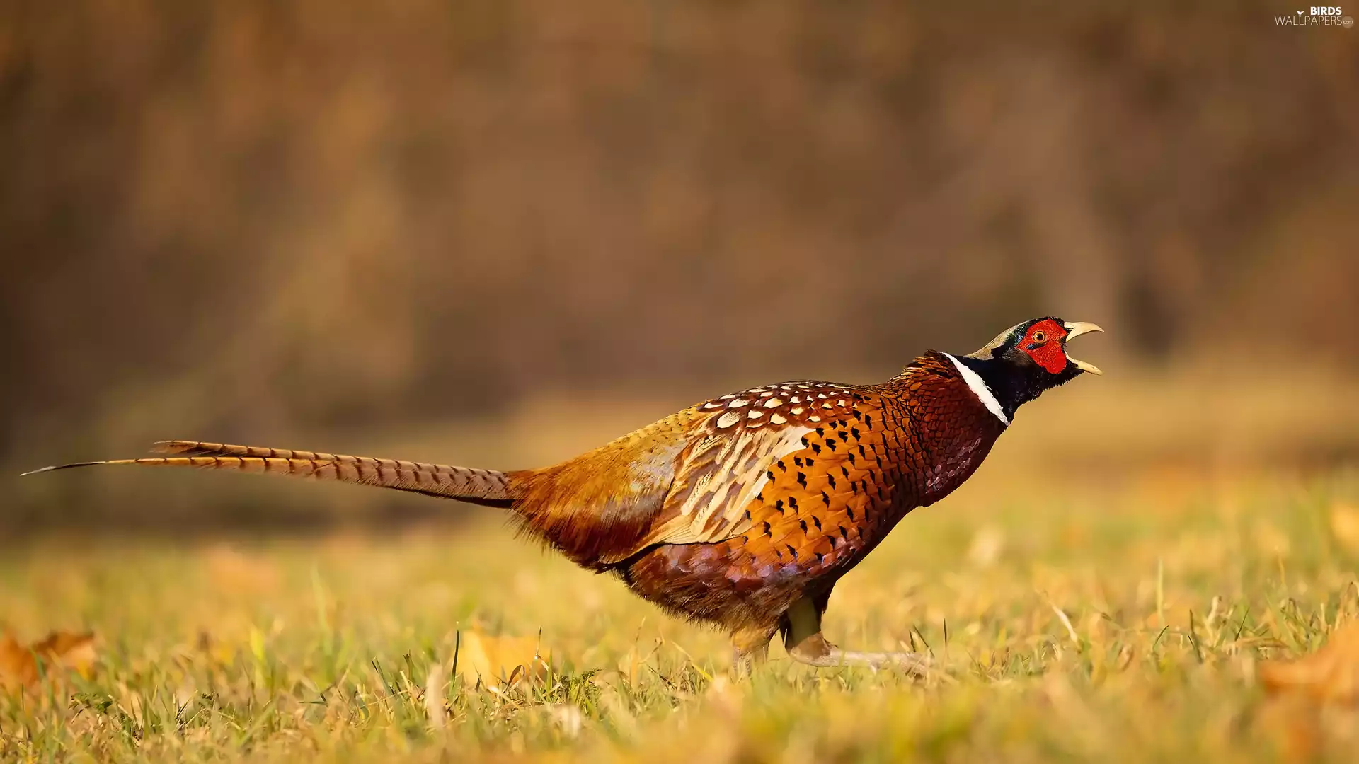 Common Pheasant, grass