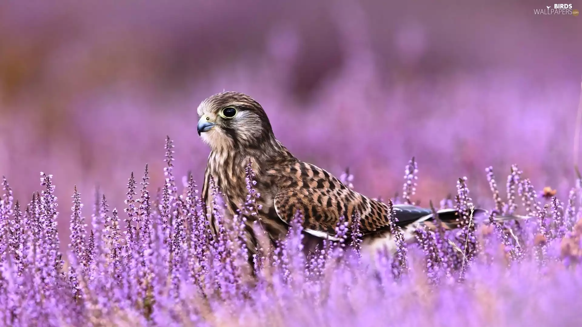 Common Kestrel, heather