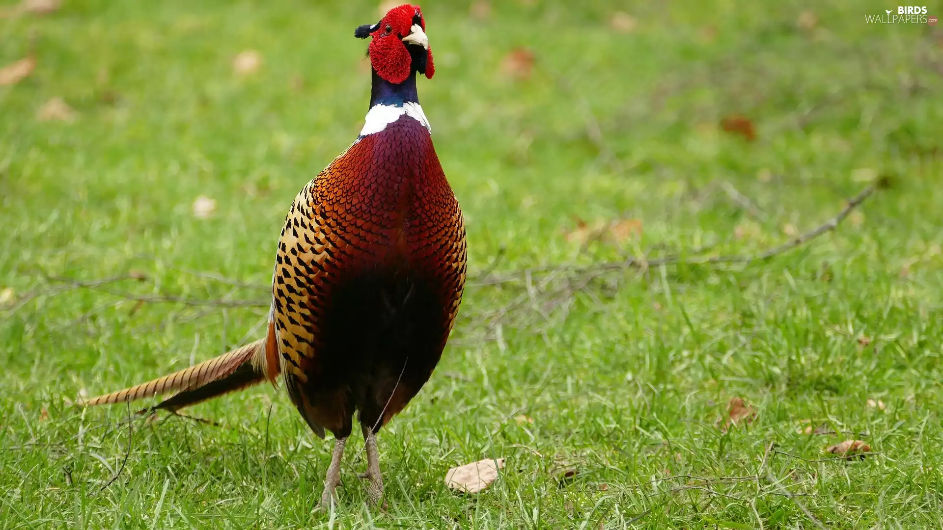 Common Pheasant