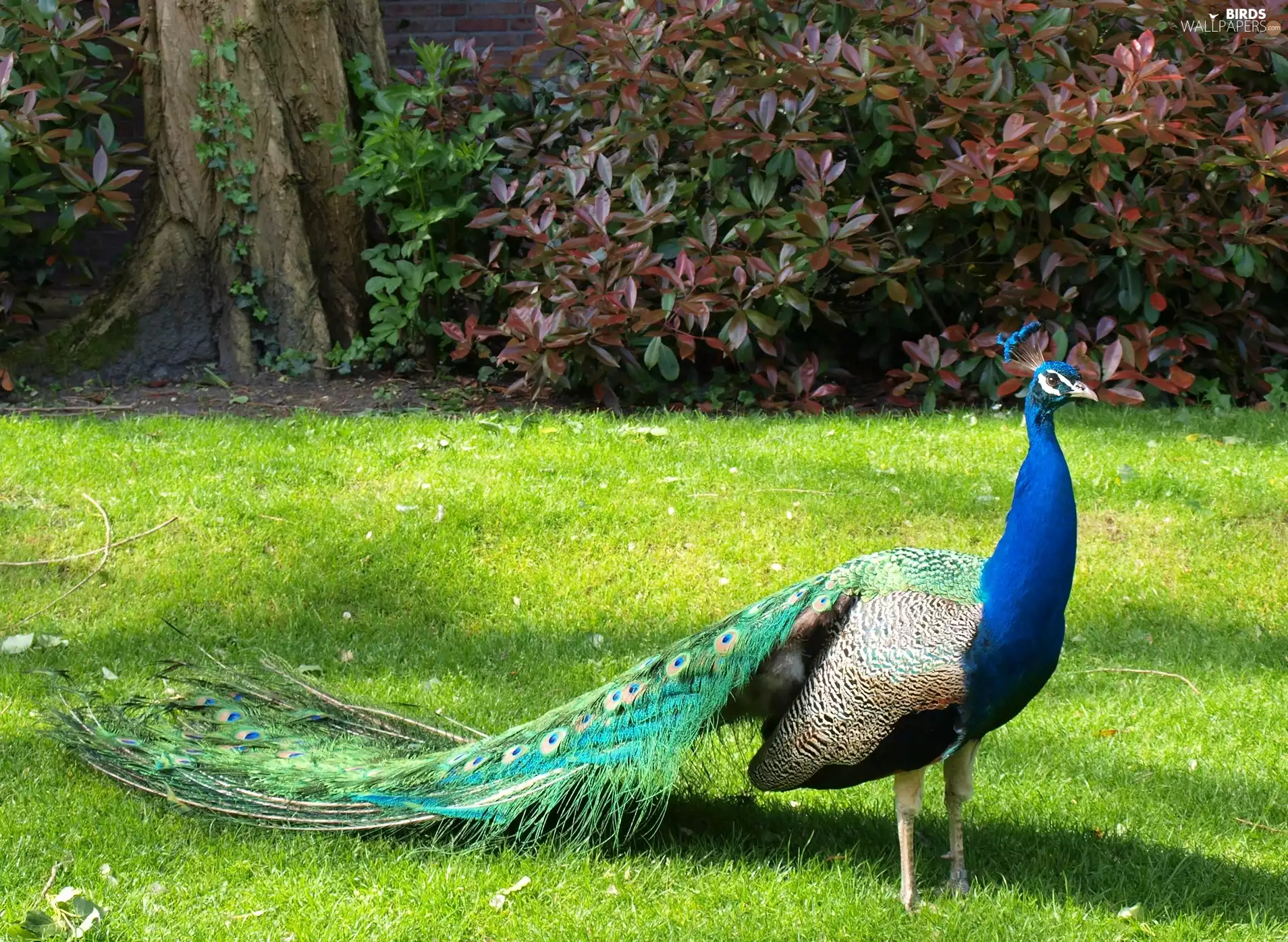 peacock, tail, grass, complex