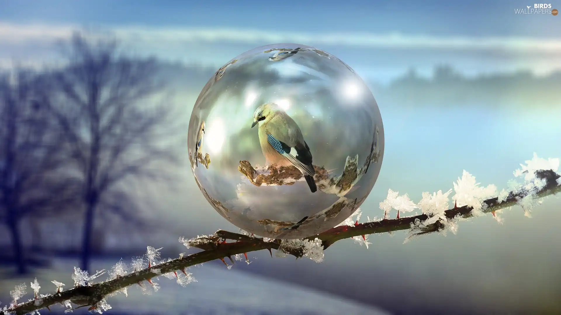 bubble, jay, Computer Graphics, twig