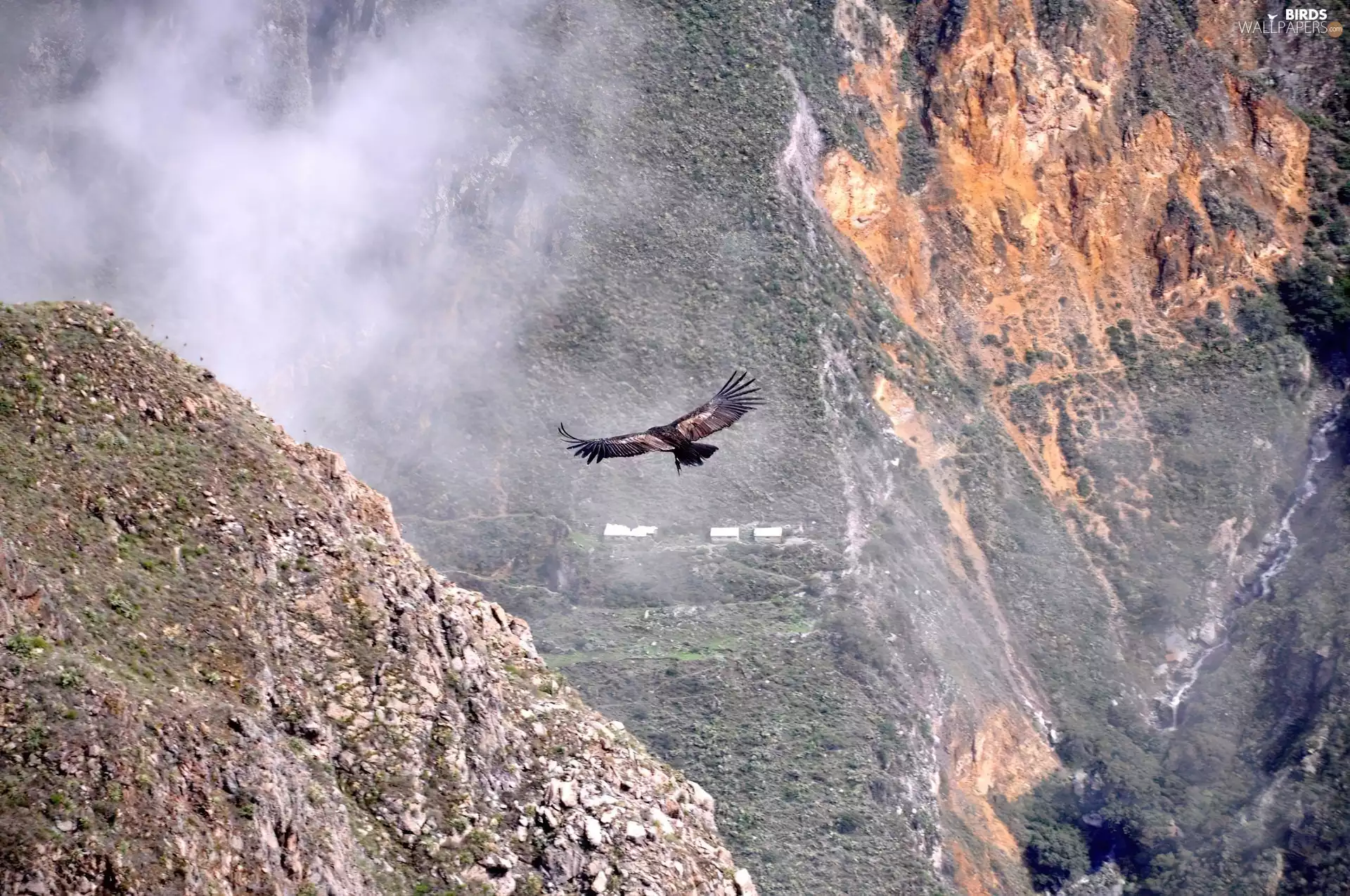 condor, canyon, Bird