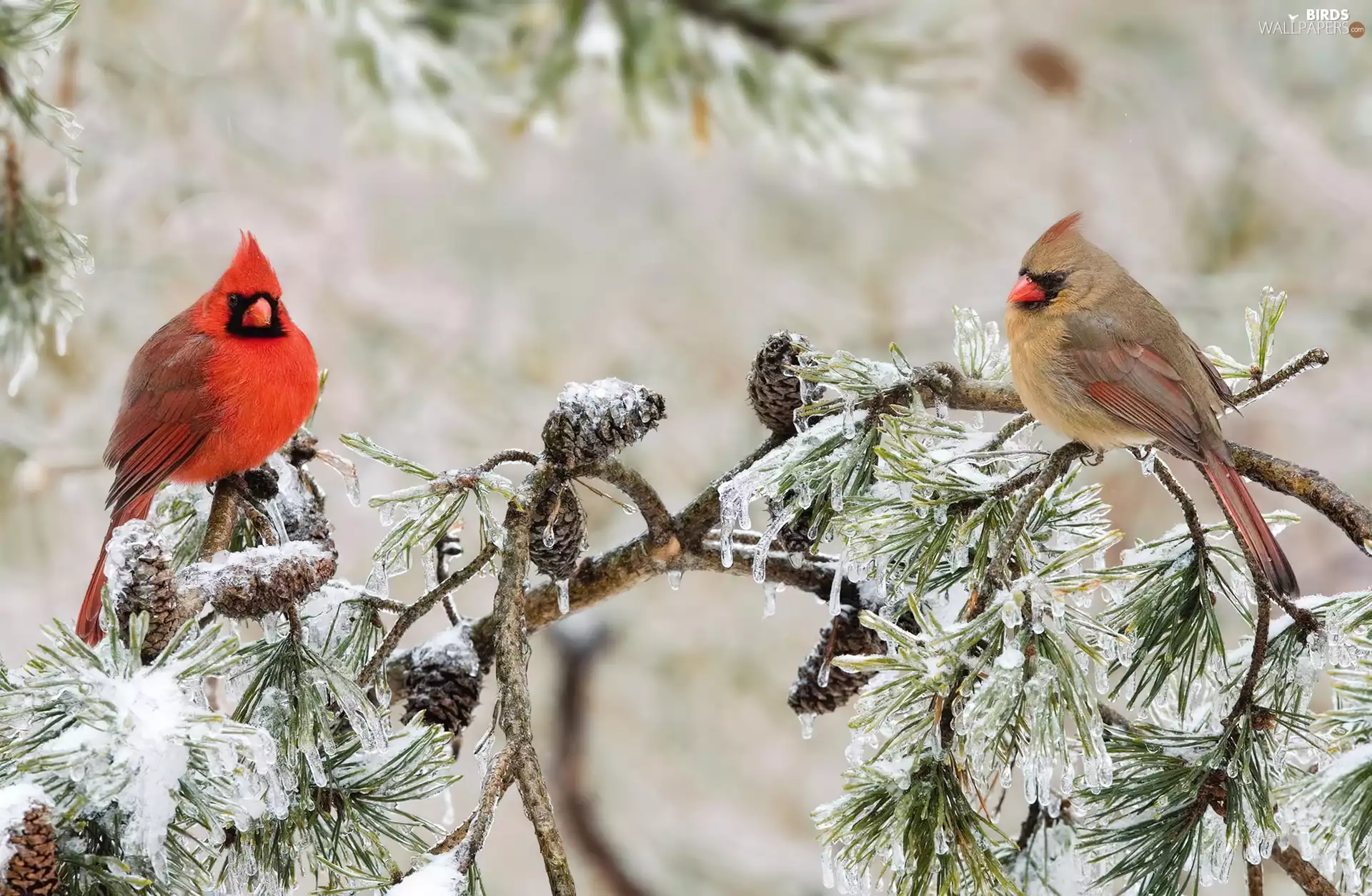 Twigs, cones, Cardinals, winter, birds