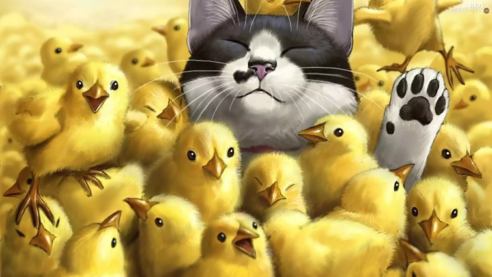 confusion, cat, chickens