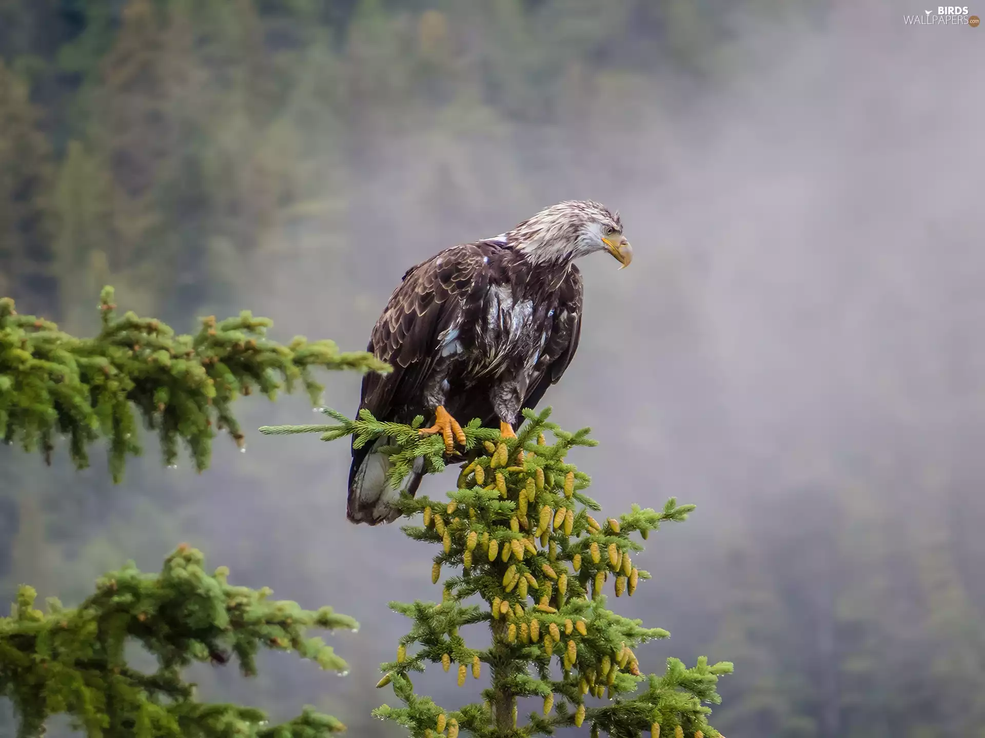 conifer, eagle, erne