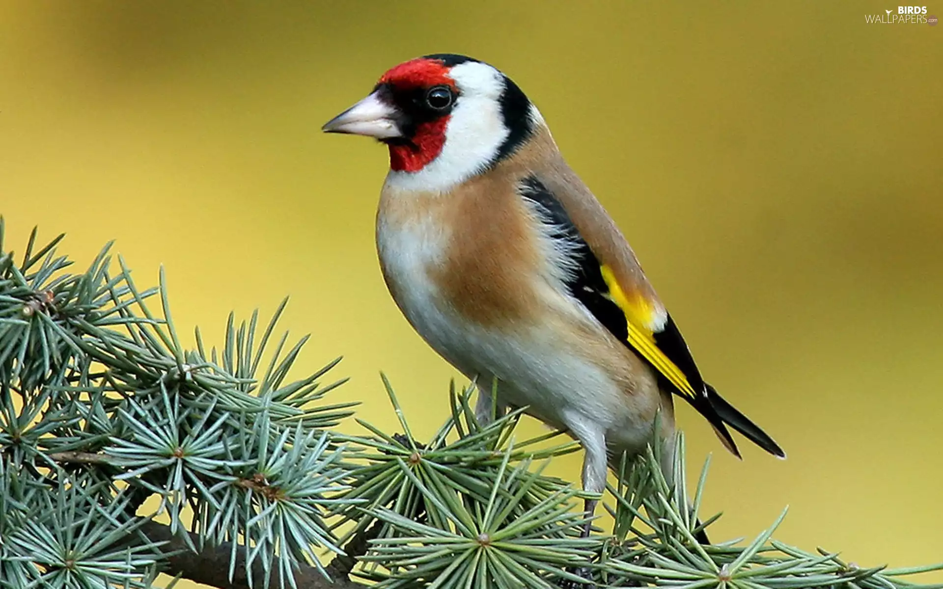 conifer, goldfinch, twig