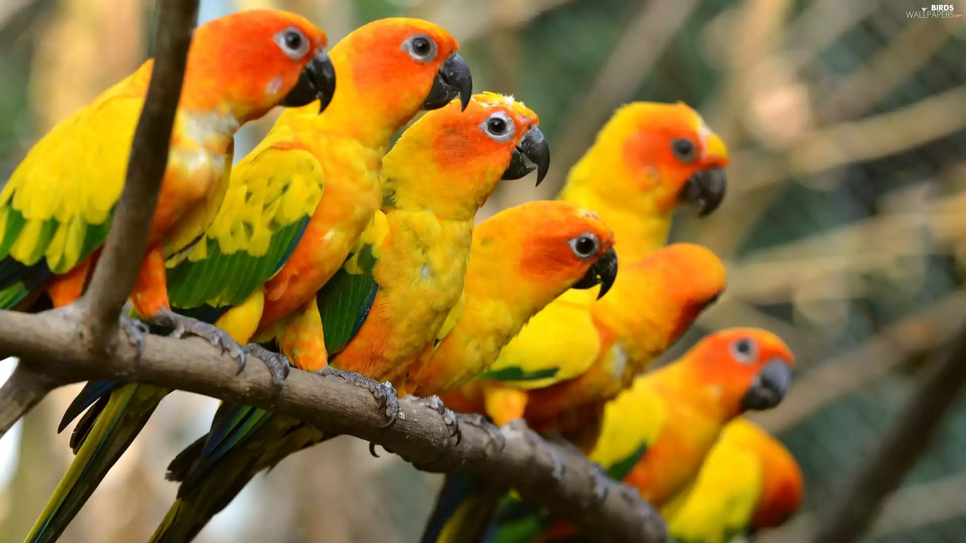 Conures, Parrots, branch