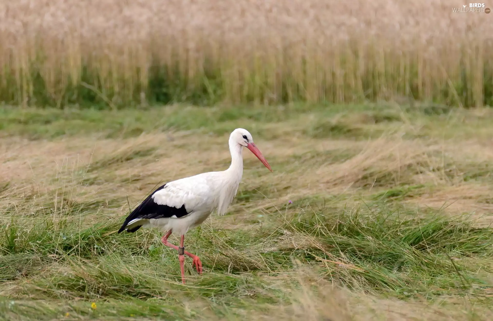 corn, stork, Field