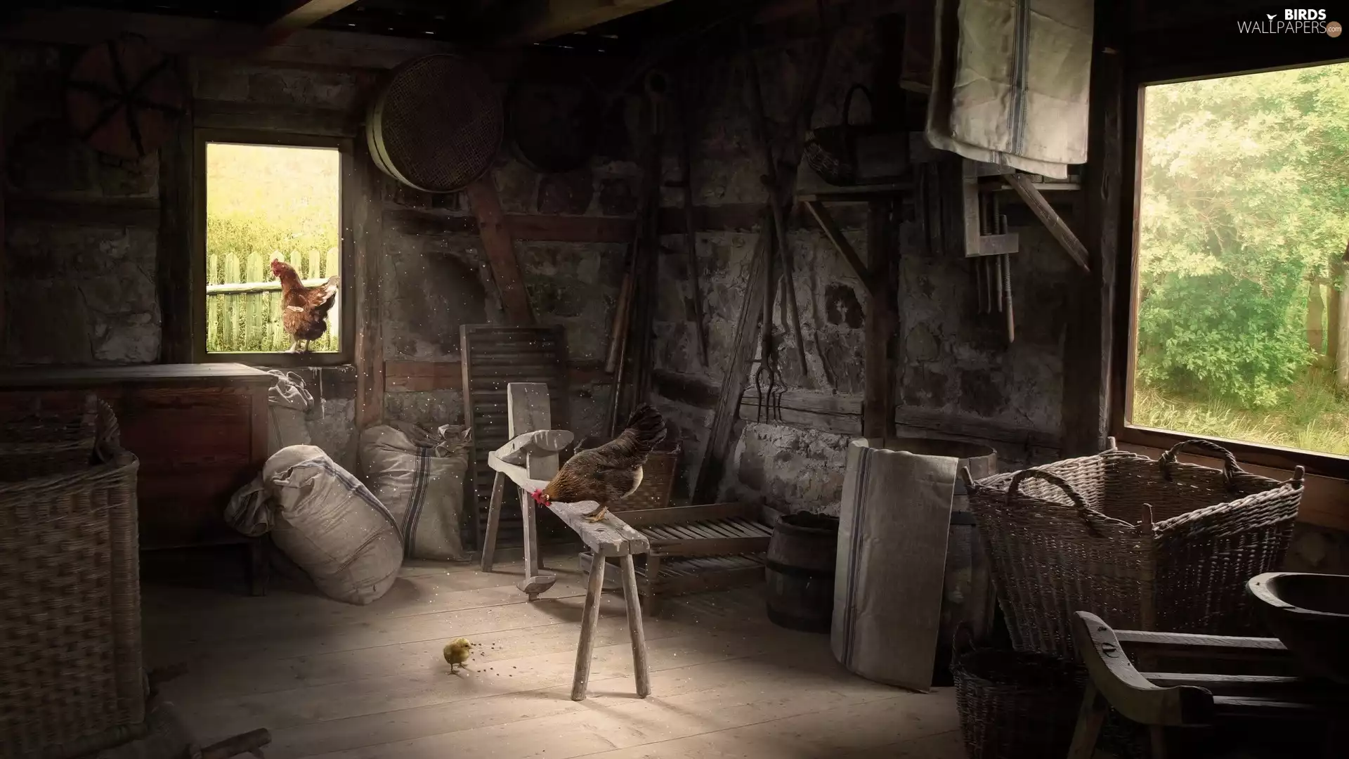 Old, hens, interior, cote