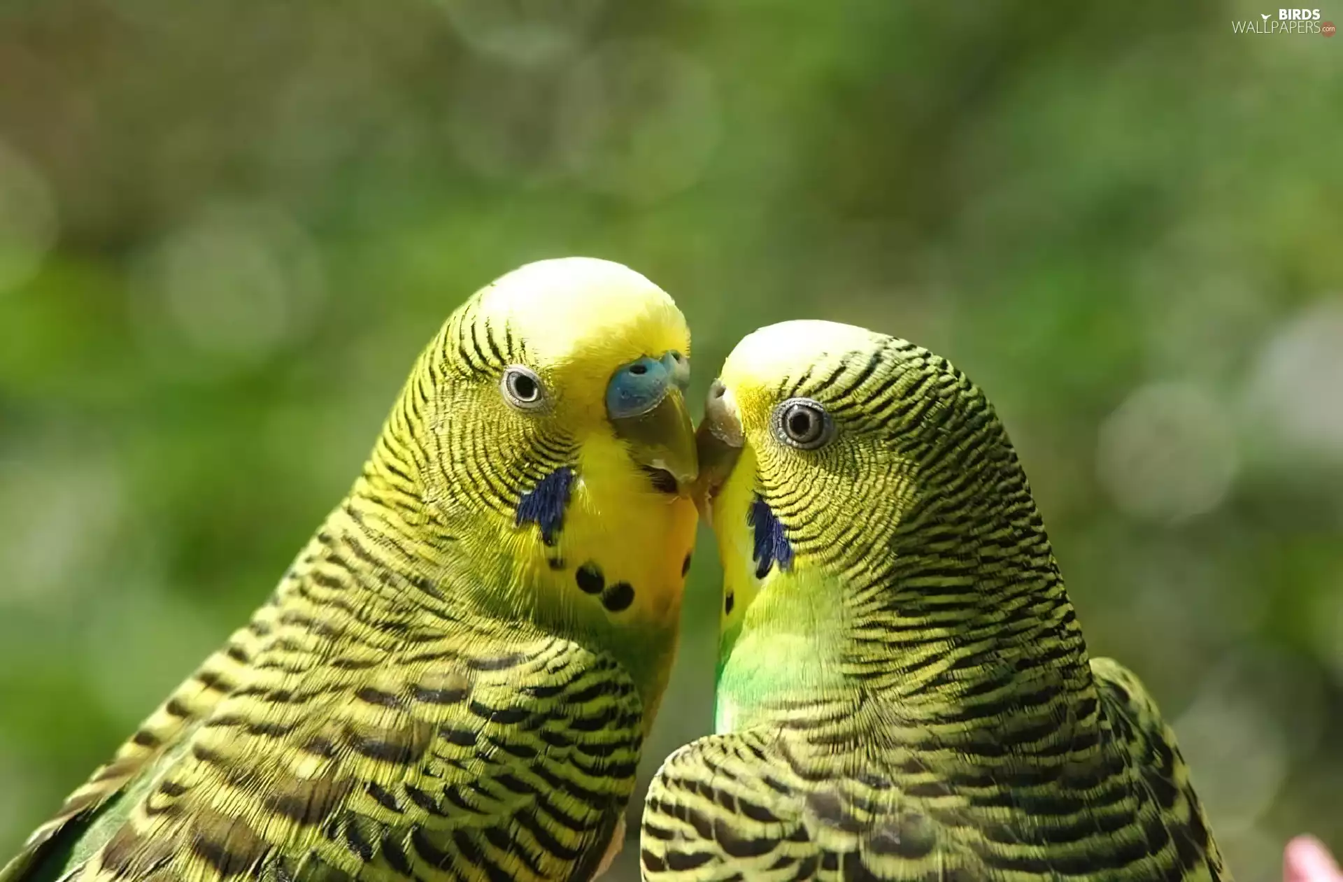 couple, Classifieds, Wavy