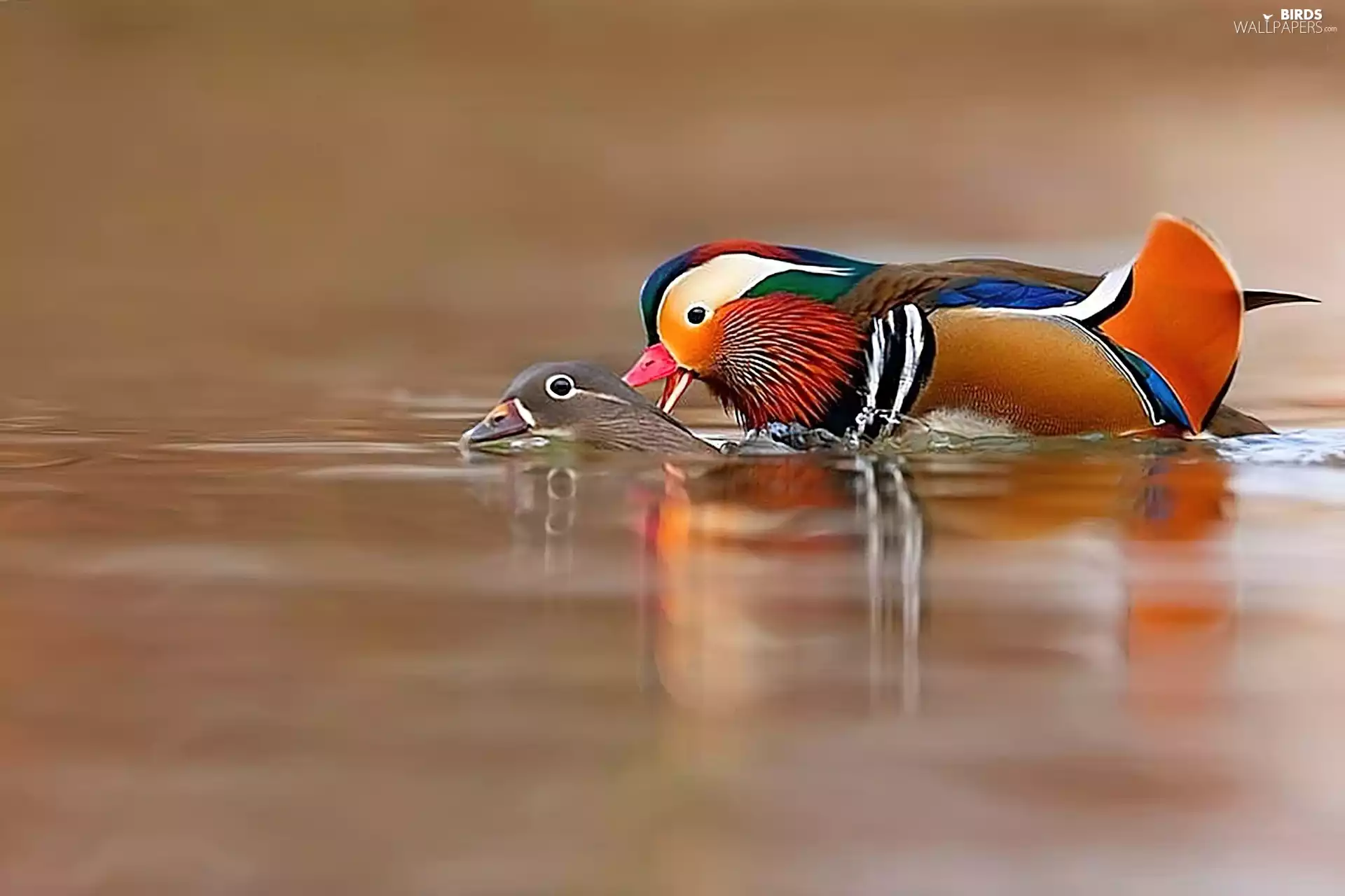 courtship, ducks, festivities